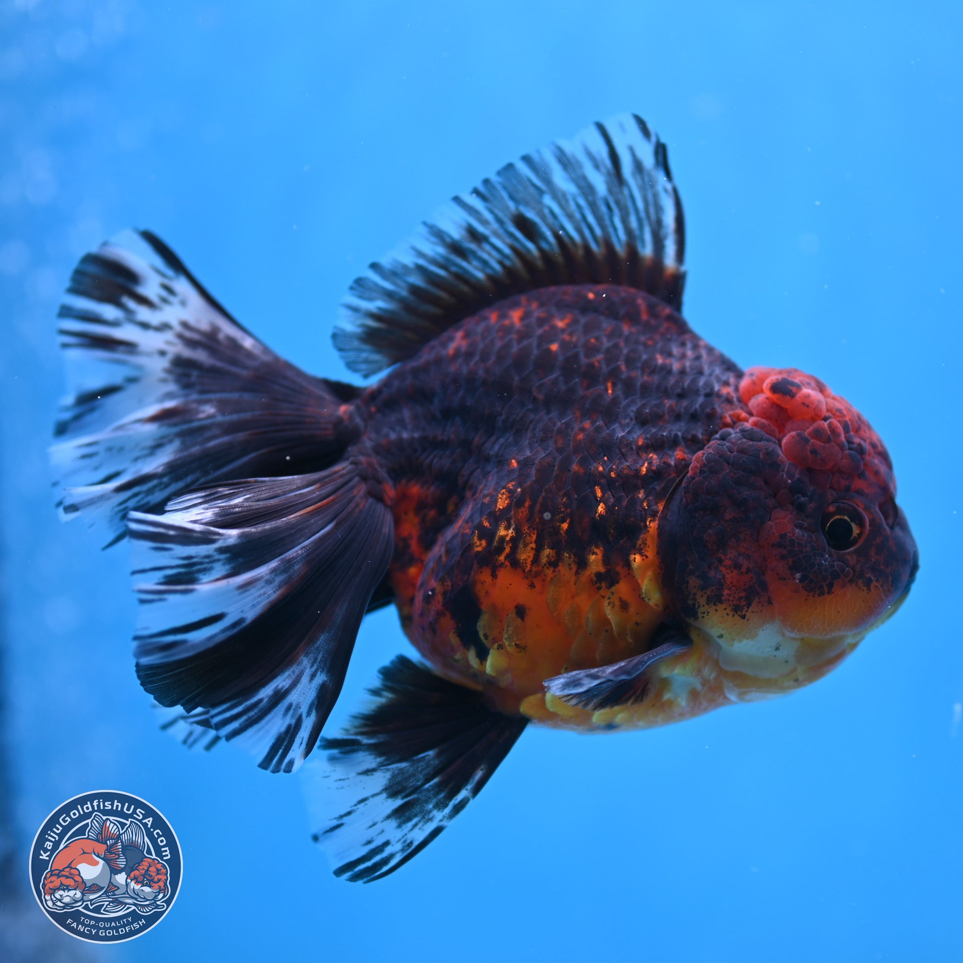 Red Kirin Rose Tail Oranda 6 inches - Male (241115_OR04) - Kaiju Goldfish USA