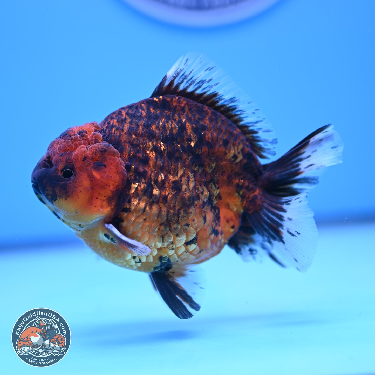 Shogun Tiger Oranda 3.75-4.5 inches (241004_OR04) - Kaiju Goldfish USA