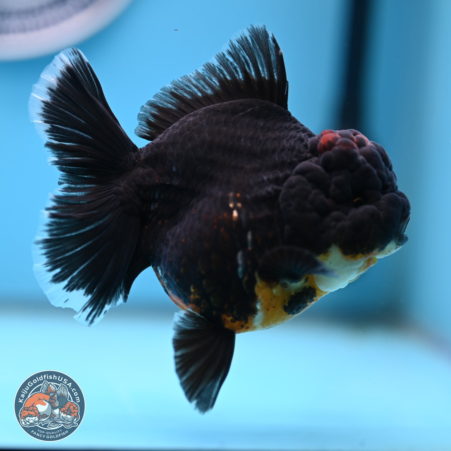 Kirin Rose Tail Oranda 4.5 inches (241101_OR04) - Kaiju Goldfish USA