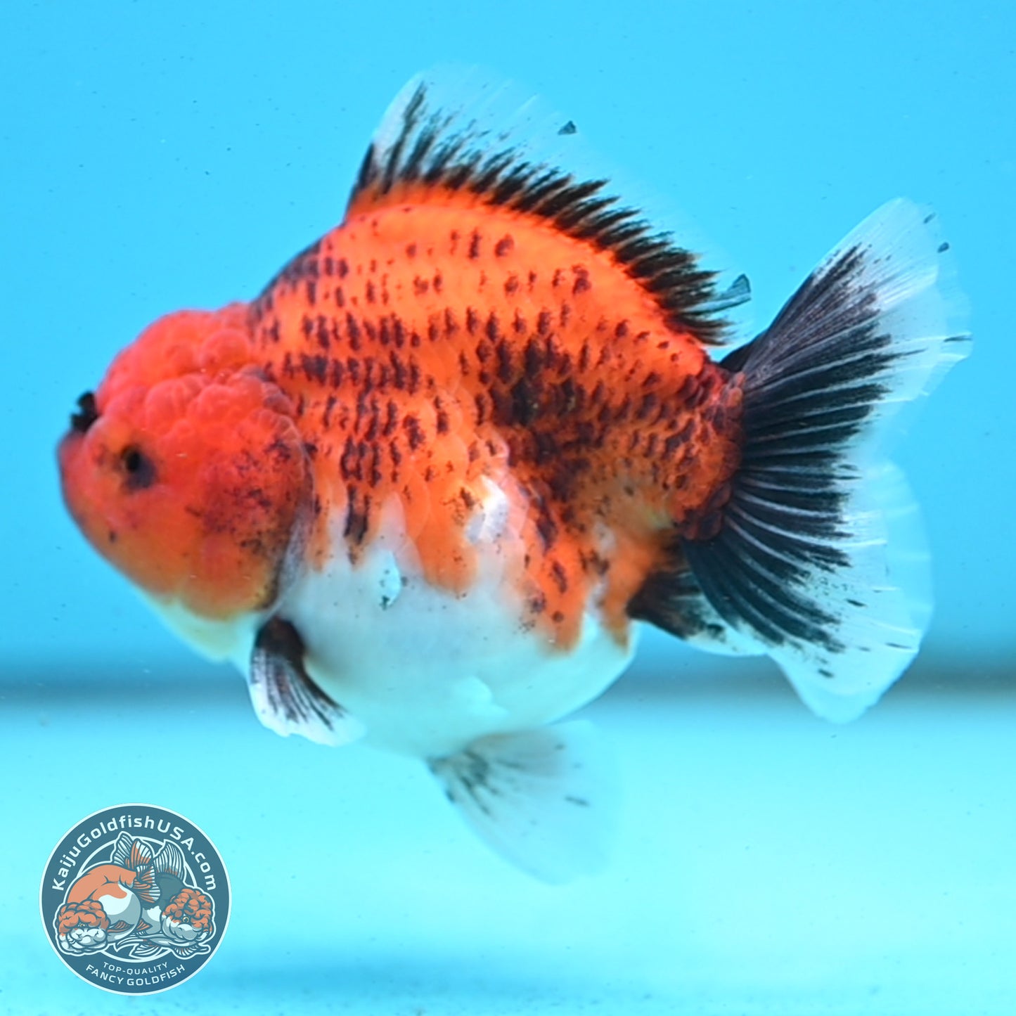 Shogun Tiger Oranda 3.5 inches Body - Male (250418_OR04)