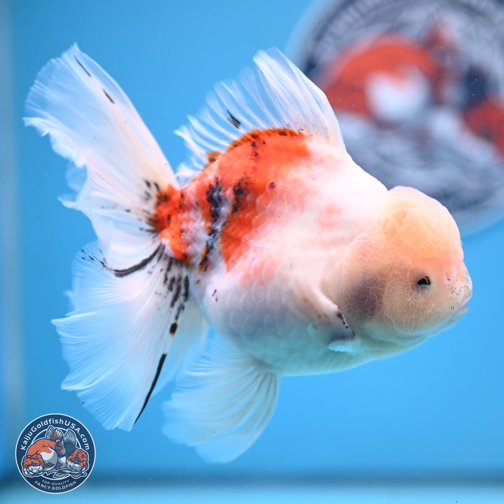 Calico Rose Tail Oranda 6 inches - Male (241122_OR04) - Kaiju Goldfish USA