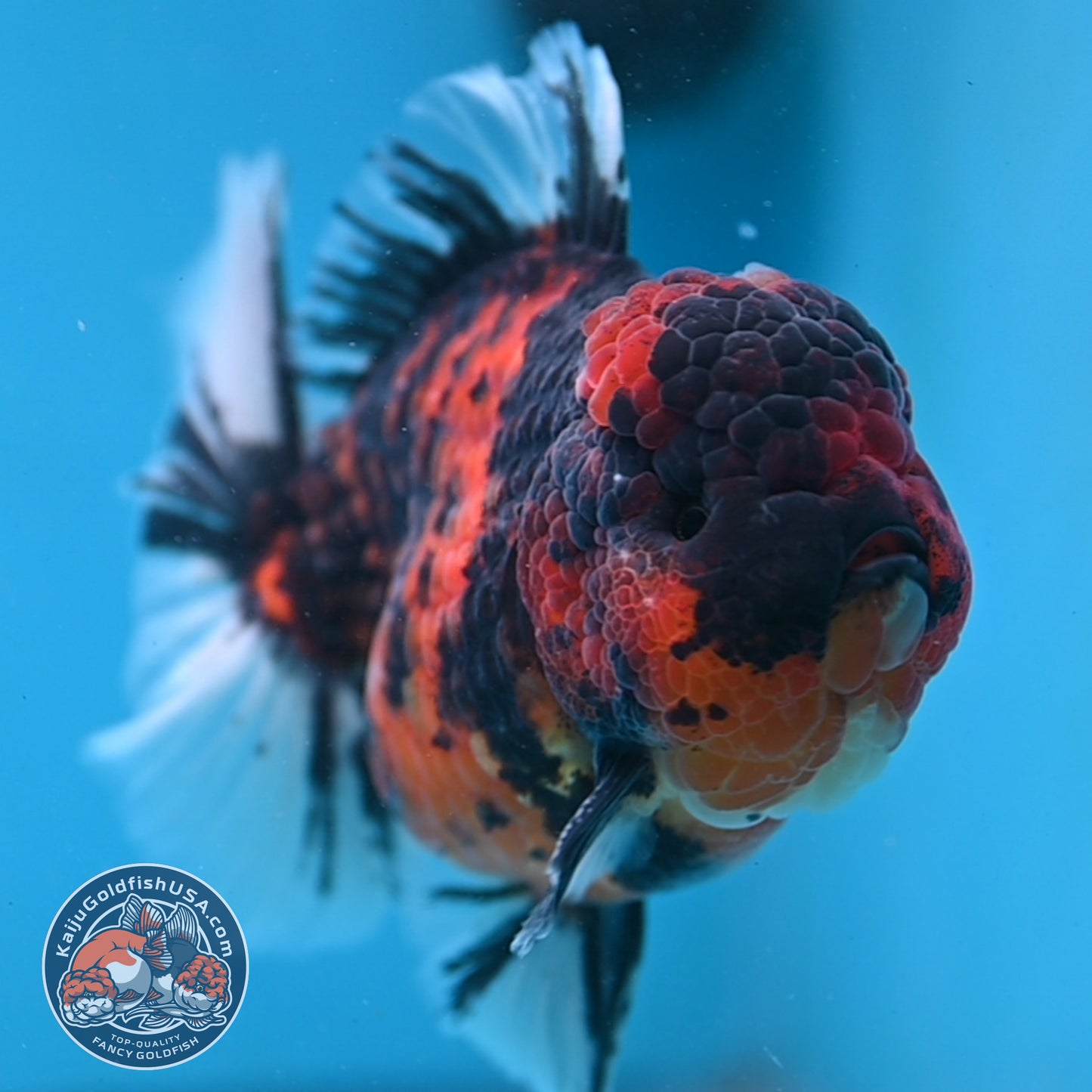 Tiger Oranda 4 inch Body (250926_OR04) - READ DESCRIPTION