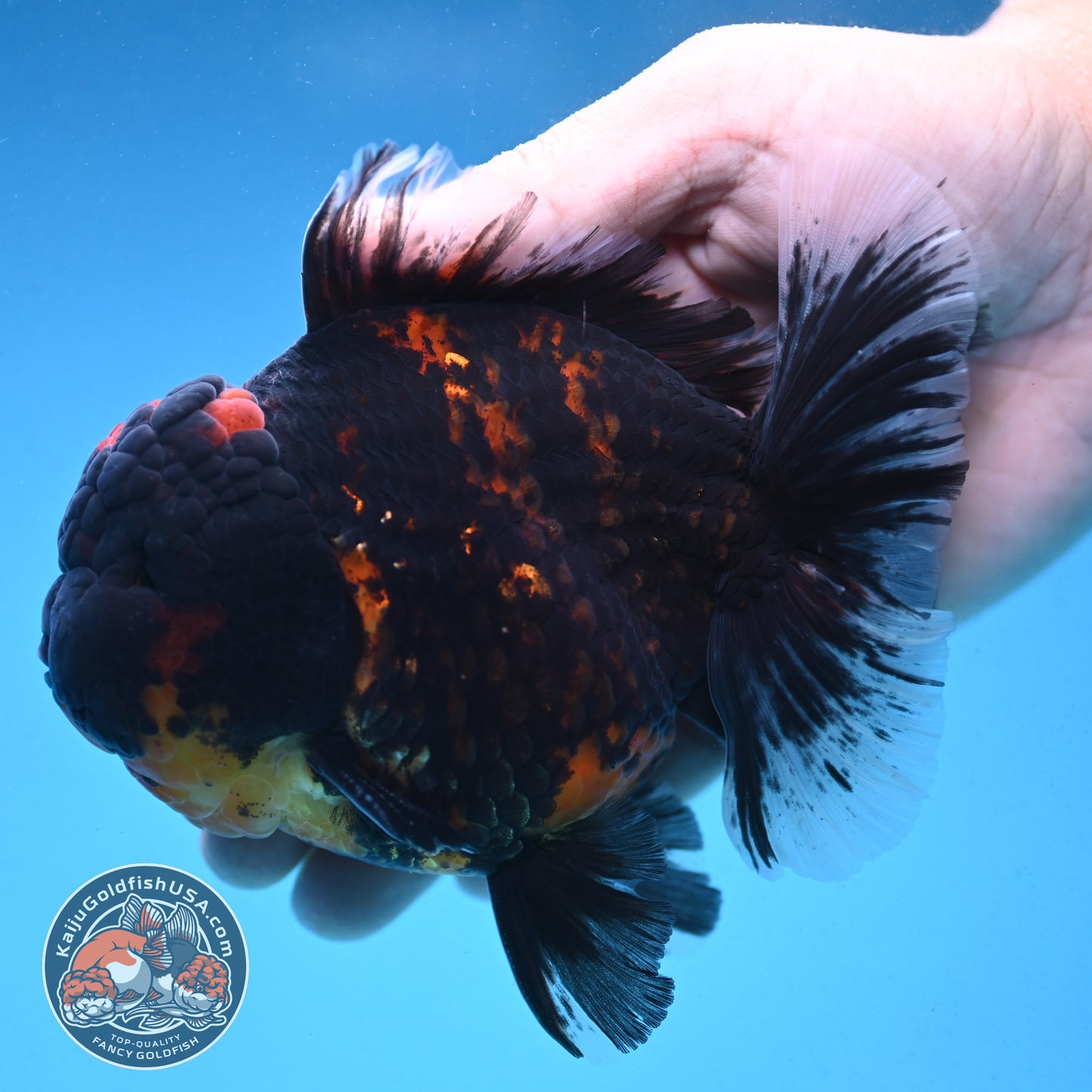 Heavy Ink Rose Tail Tiger Oranda 4 inch Body (250912_OR04)