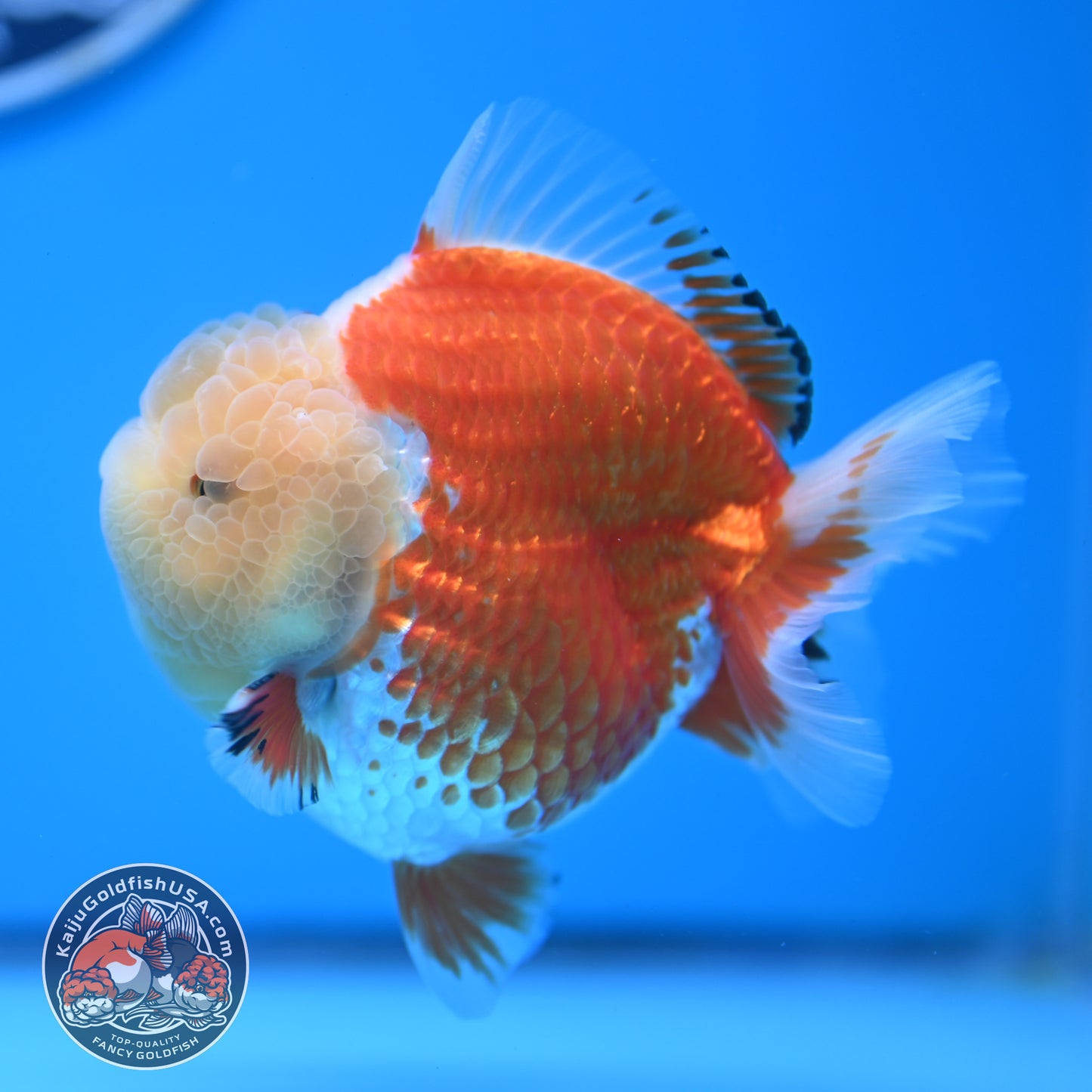 Jade Head Red White Oranda 3.5 inches Body (250523_OR04)