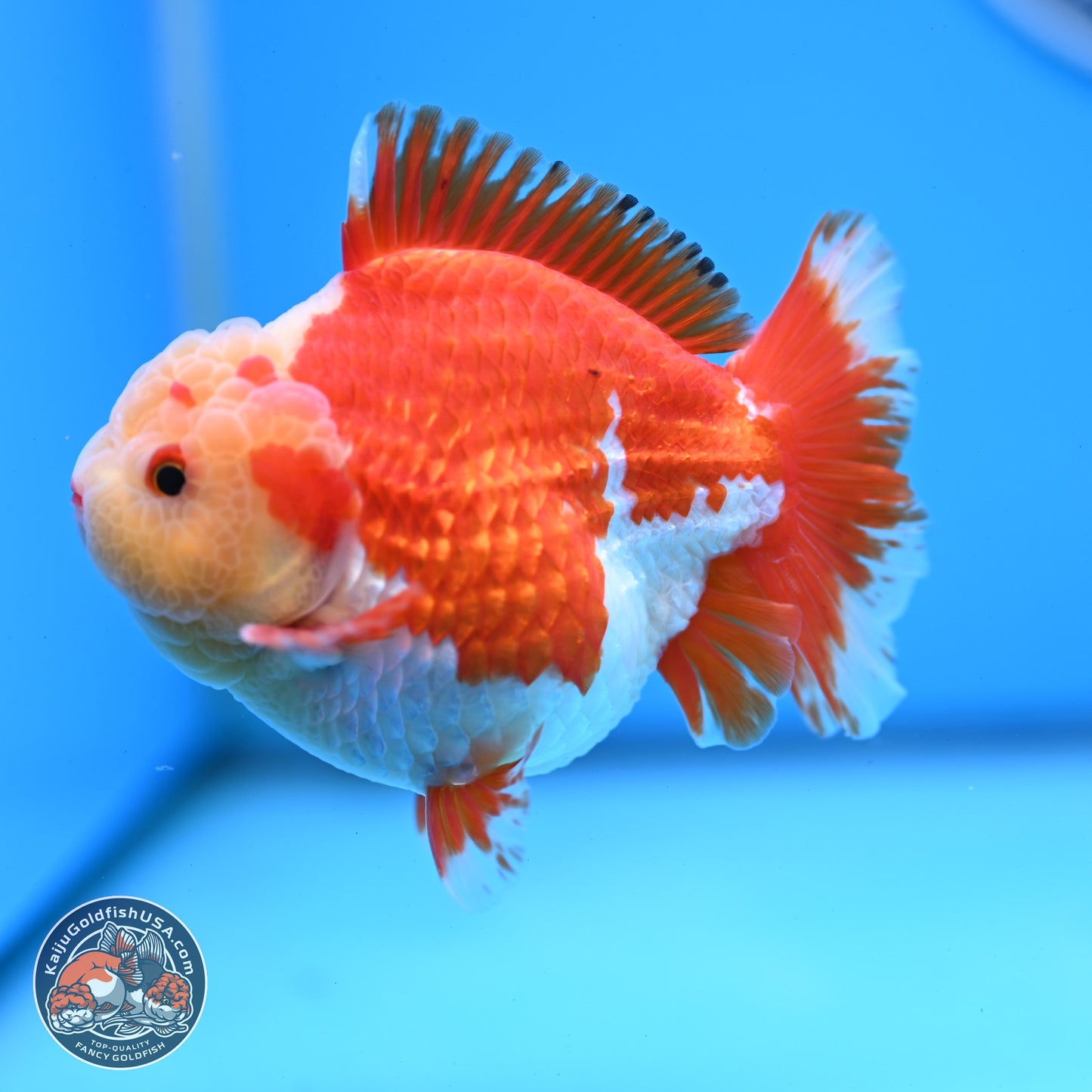 Jade Head Red White YuanBao Oranda 3.5 inches Body - Male (250228_OR04)