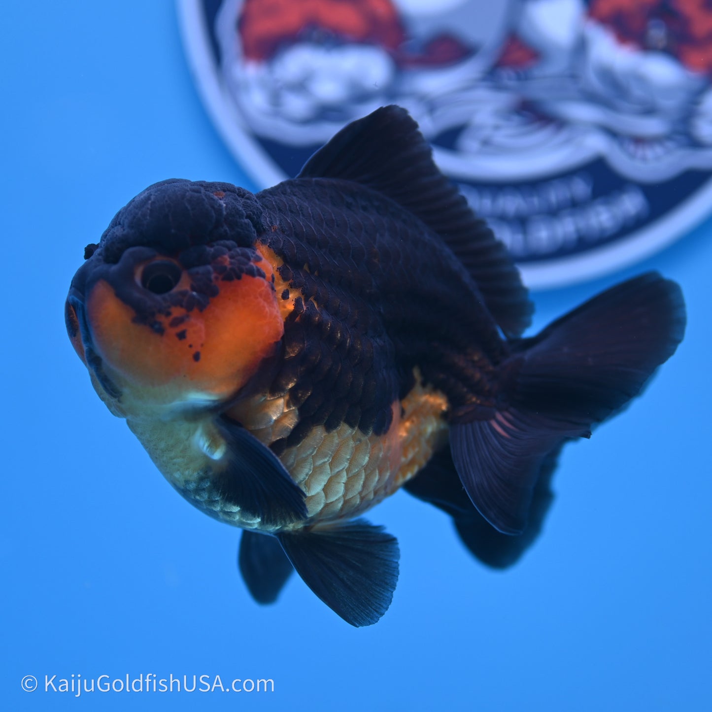 Shogun Godzilla Apache Oranda 3.5in Body (240719_OR04) - Kaiju Goldfish USA