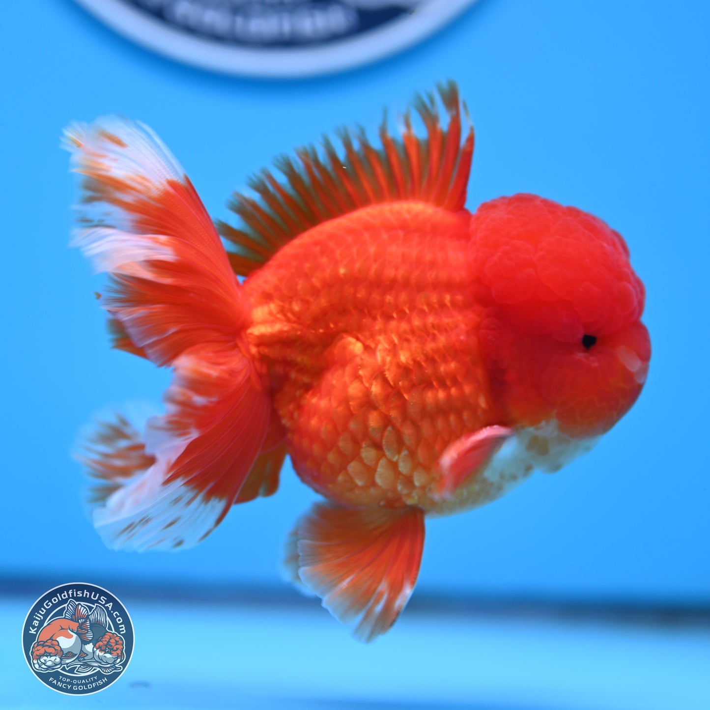 Red White Rose Tail Oranda 3.5 inches Body - Male (250314_OR04)