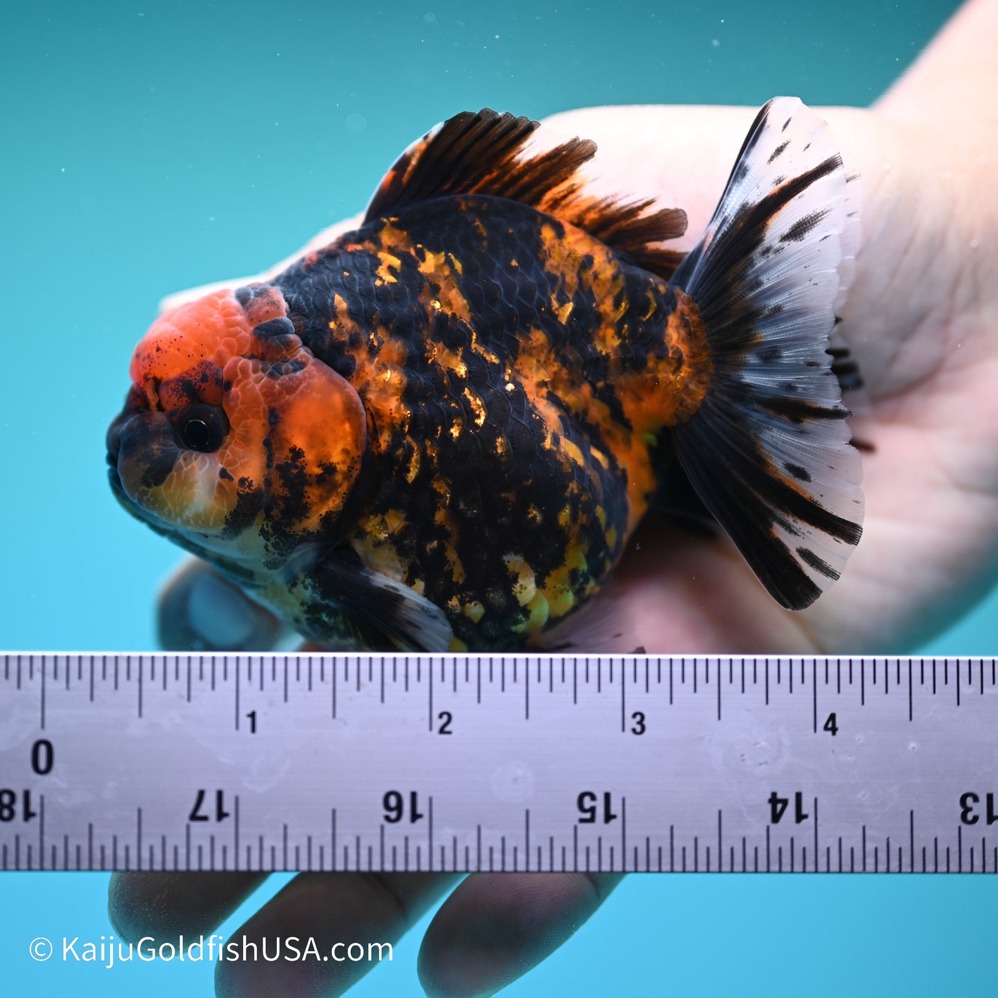 Tiger YuanBao Oranda 4 inches (240517_OR04) - Kaiju Goldfish USA