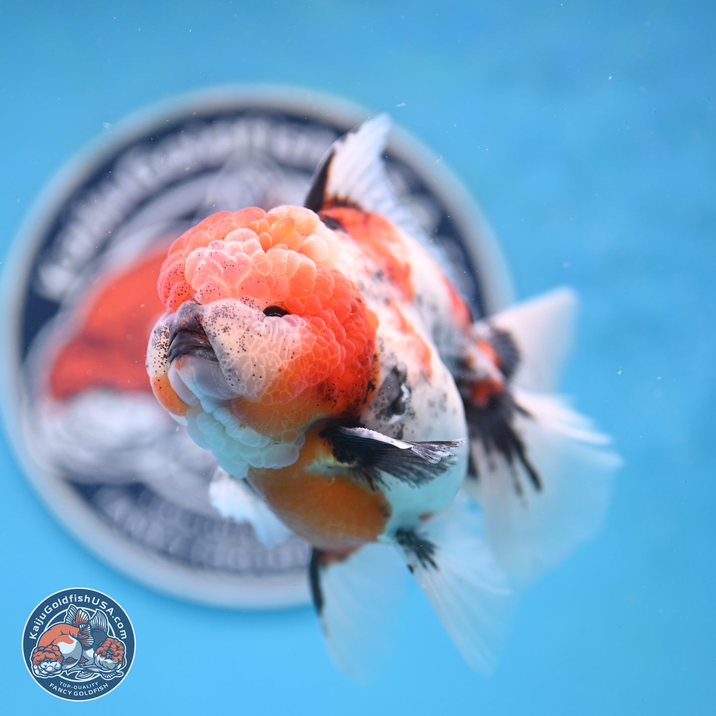 Tricolor Tiger Rose Tail Oranda 3.5 inches Body - Male (250404_OR04)