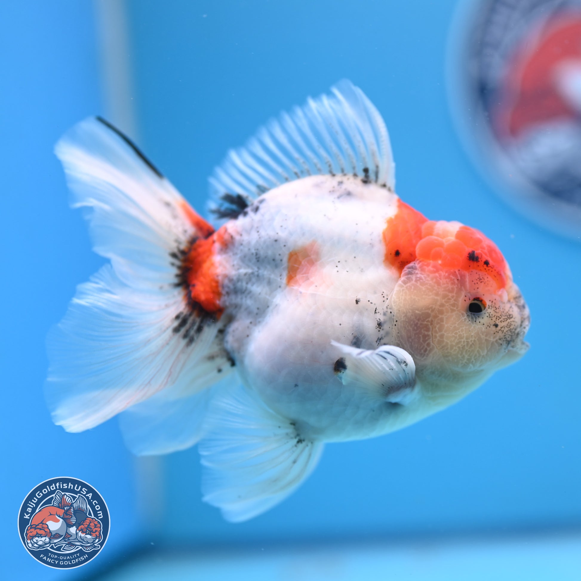 Calico Rose Tail Oranda 4-5 inches (240920_OR04) - Kaiju Goldfish USA