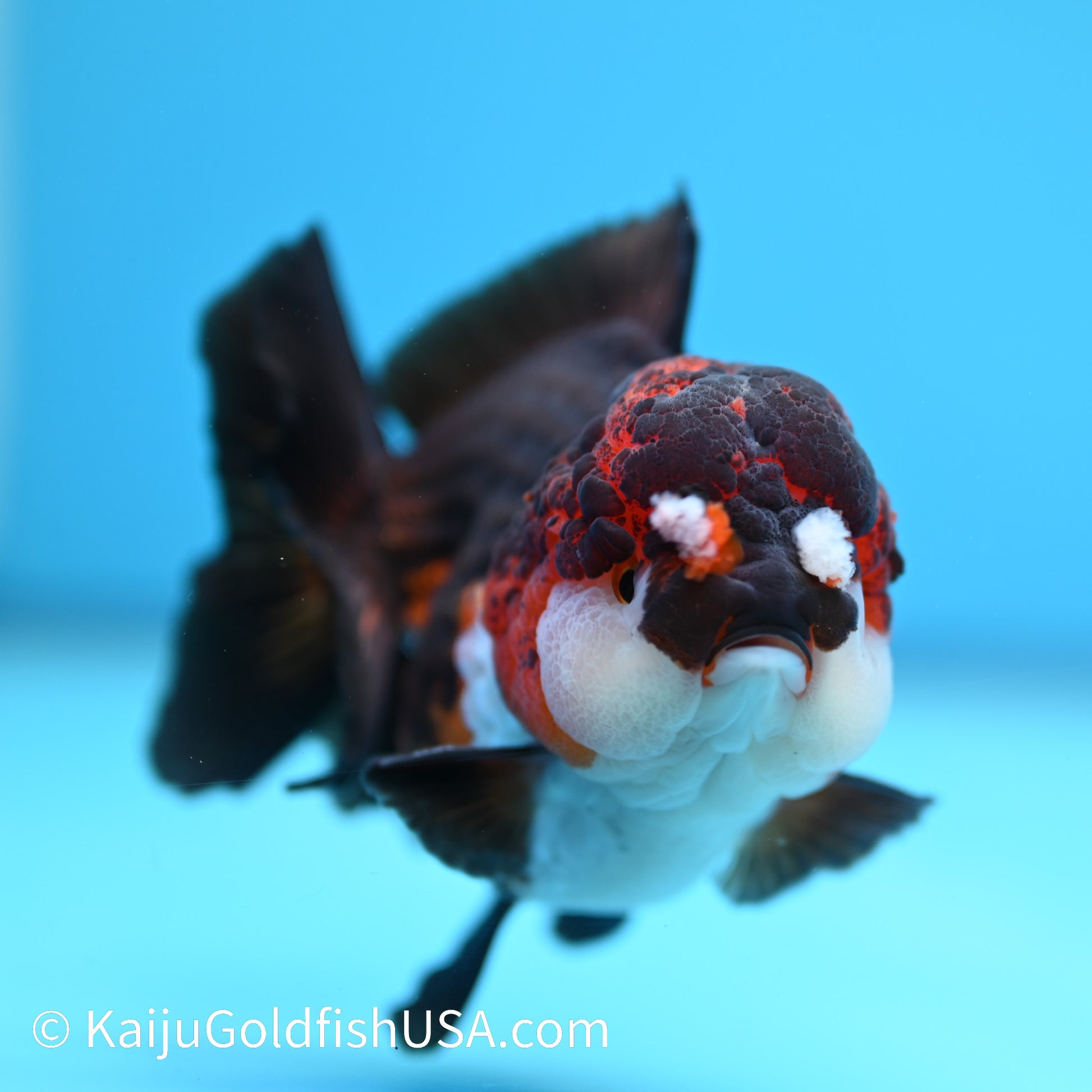 Tricolor YuanBao Oranda 4.5 inches (240510_OR04) - Kaiju Goldfish USA