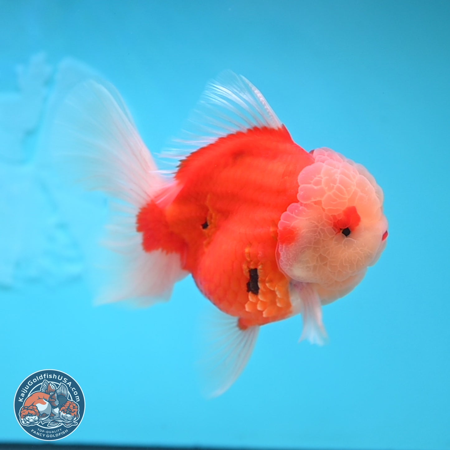 Sakura Rose Tail Oranda 3.5 inches Body - Male (250207_OR04)