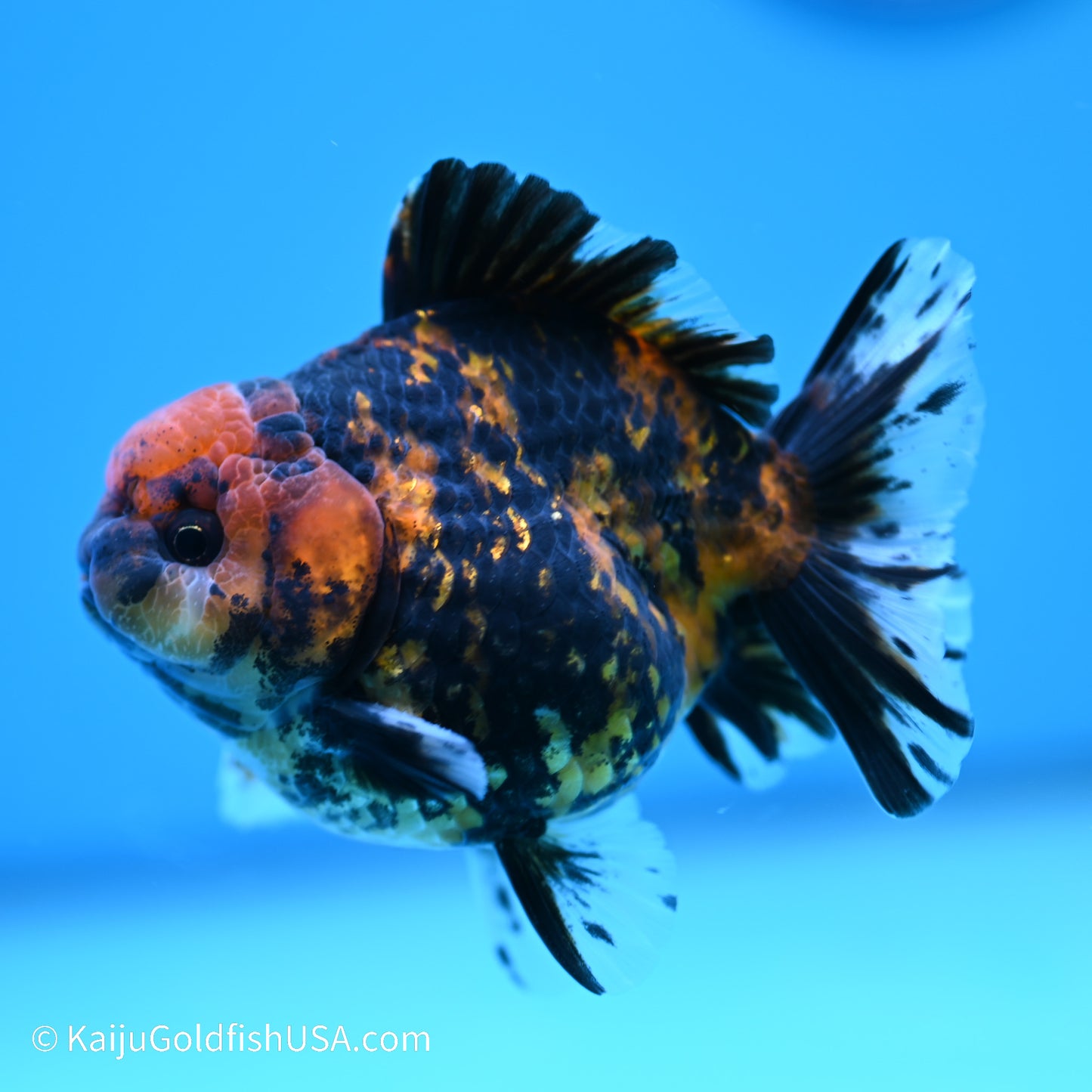 Tiger YuanBao Oranda 4 inches (240517_OR04) - Kaiju Goldfish USA