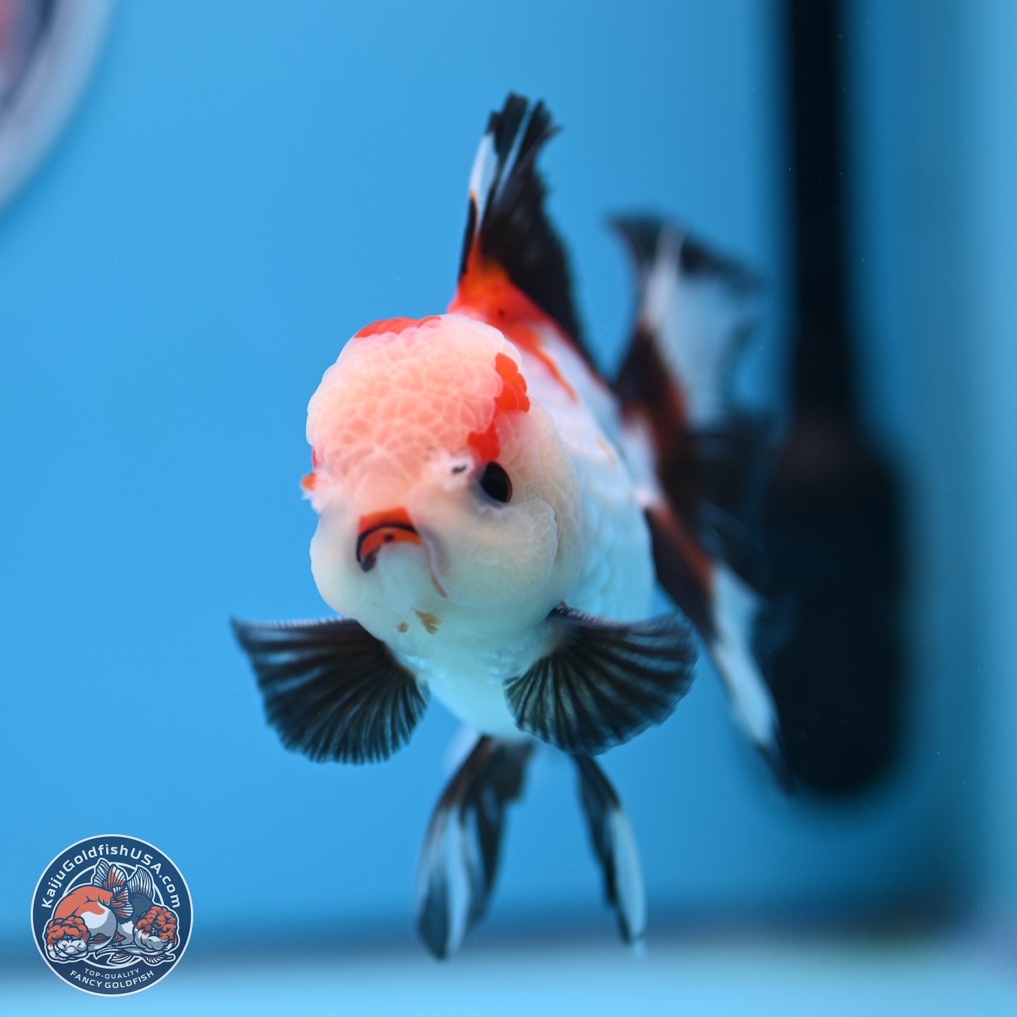 Tricolor Rose Tail Oranda 3.5in body (240809_OR04) - Kaiju Goldfish USA