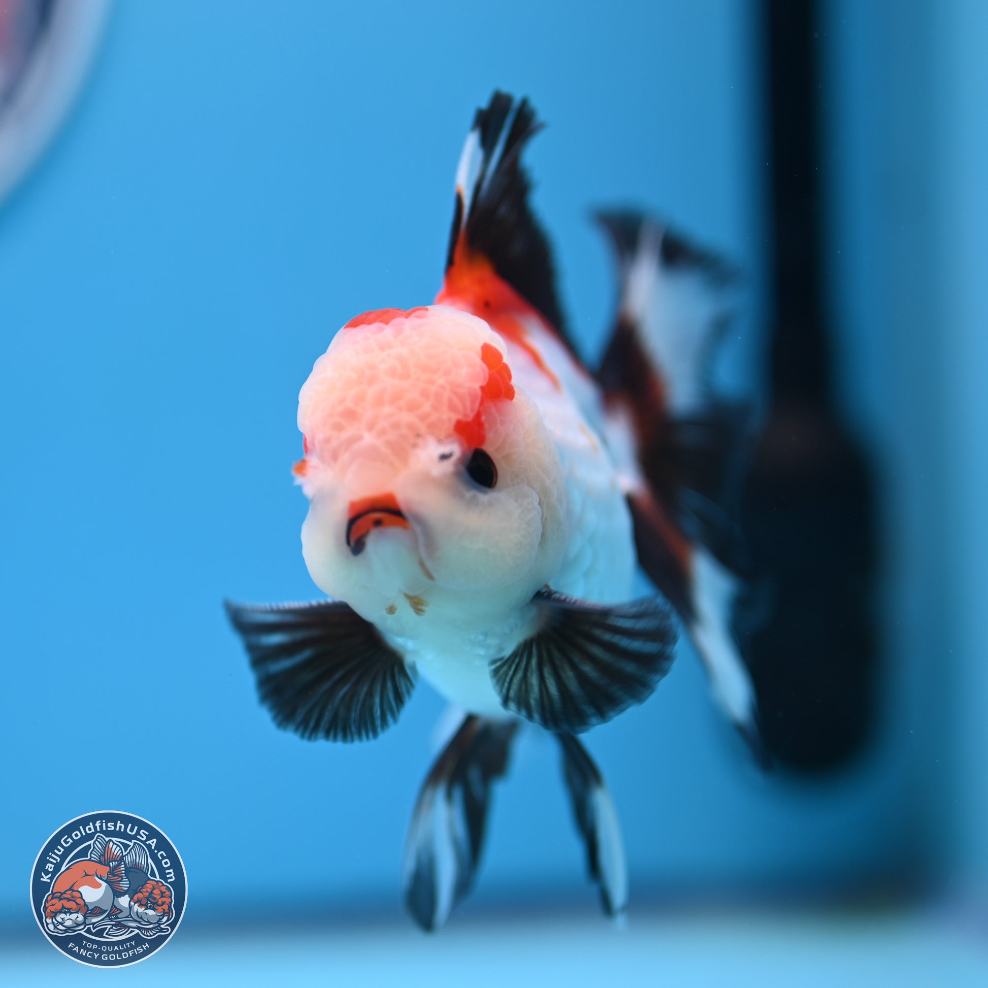 Tricolor Rose Tail Oranda 3.5in body (240809_OR04) - Kaiju Goldfish USA