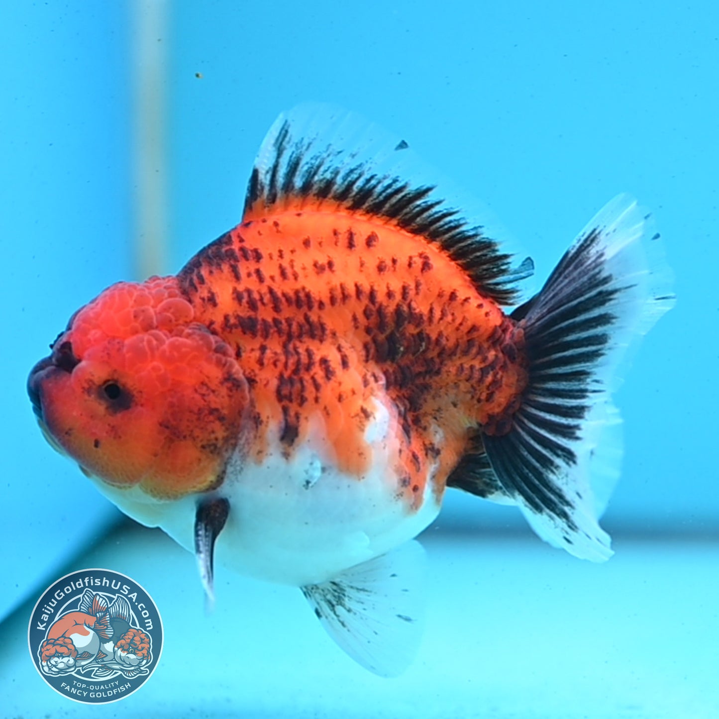 Shogun Tiger Oranda 3.5 inches Body - Male (250418_OR04)