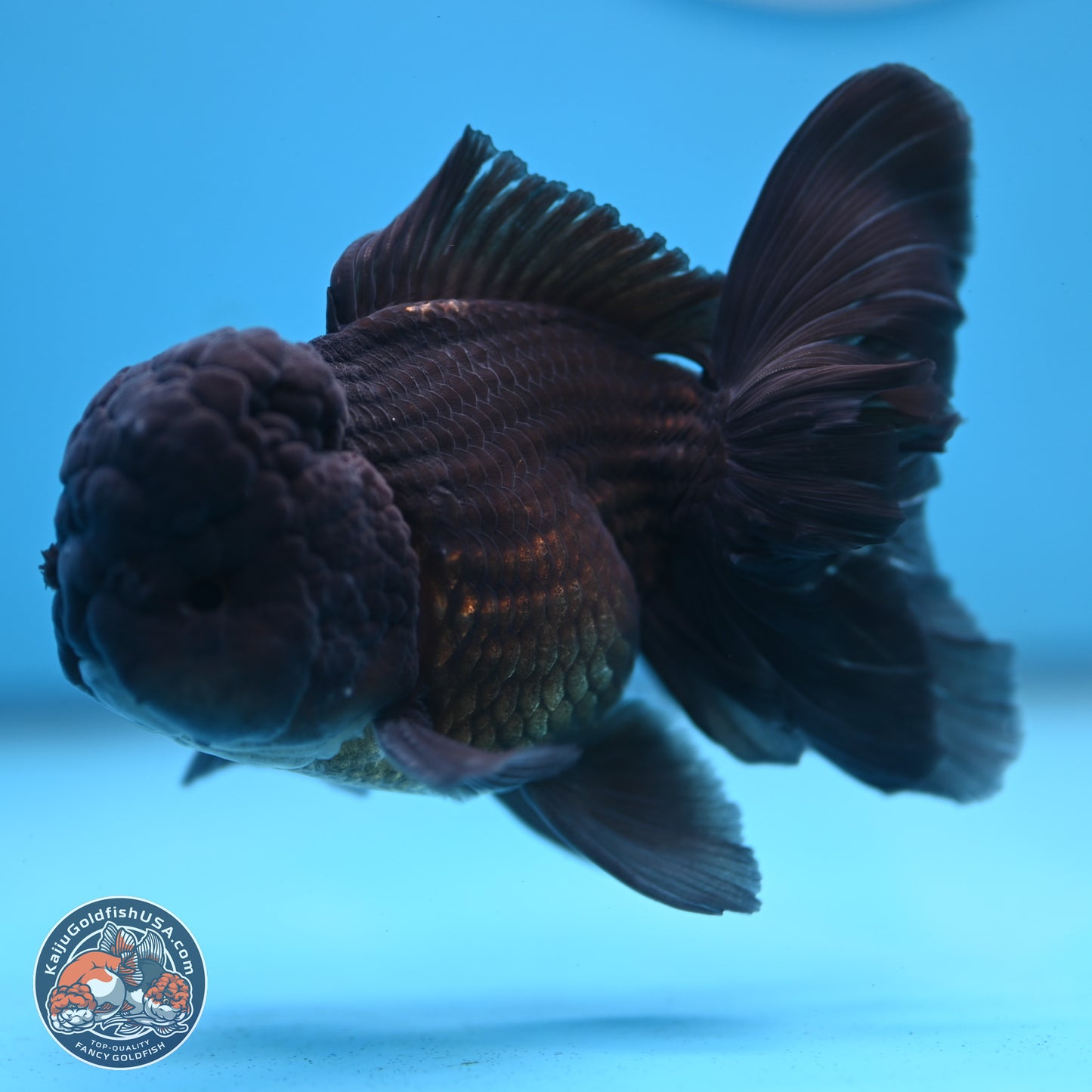 Black Rose Tail Oranda 3.75 inches Body - Male (250103_OR04) - Kaiju Goldfish USA