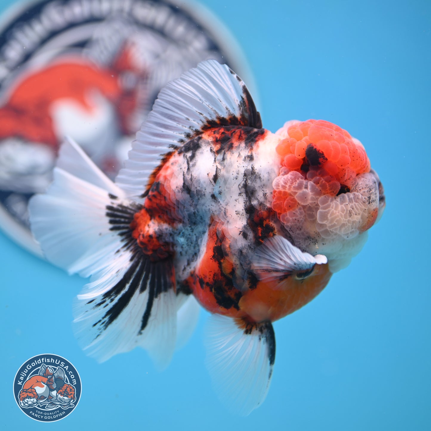 Tricolor Tiger Rose Tail Oranda 3.5 inches Body - Male (250404_OR04)