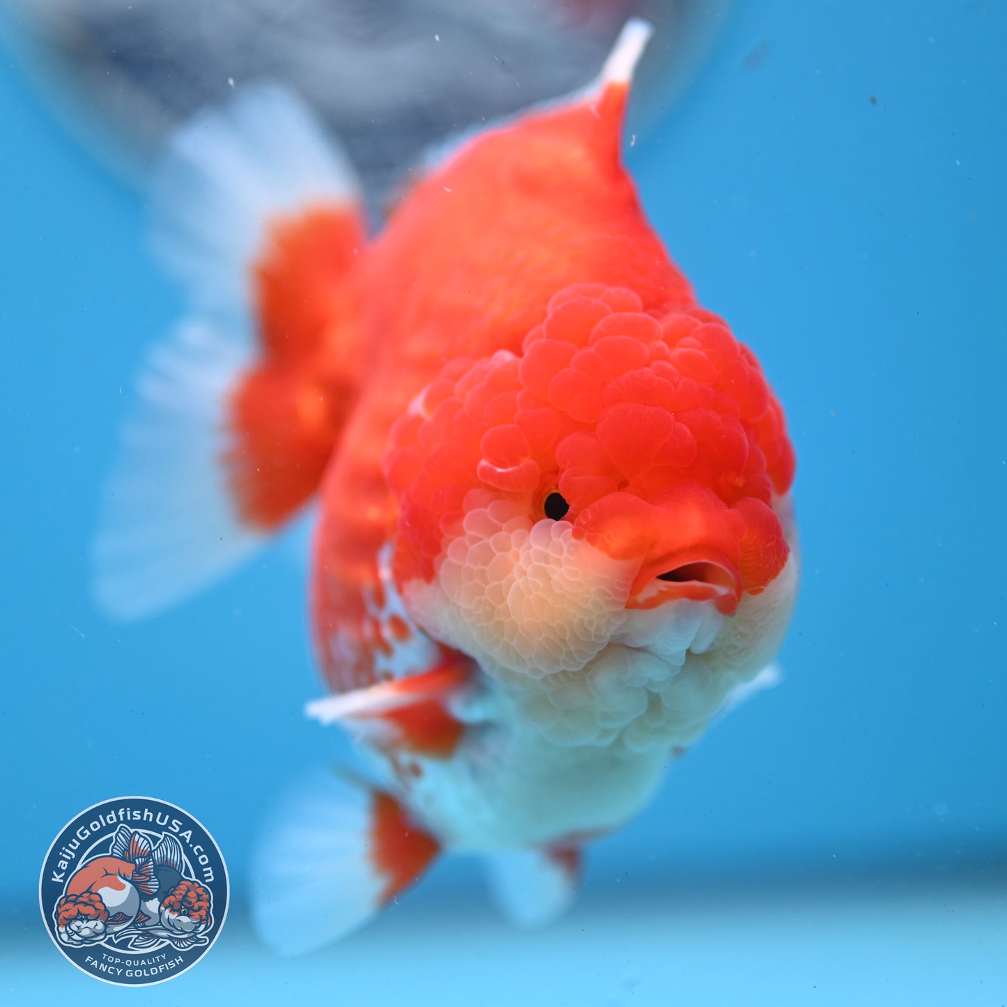 Red White YuanBao Oranda 4 inches Body (250509_OR04)