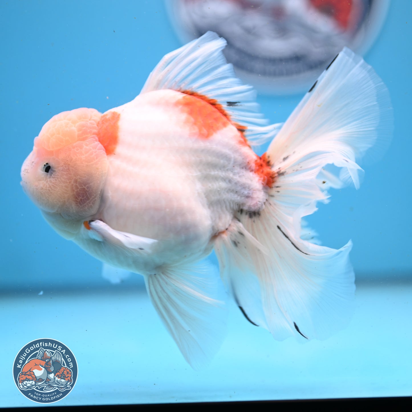 Calico Rose Tail Oranda 6 inches - Male (241122_OR04) - Kaiju Goldfish USA