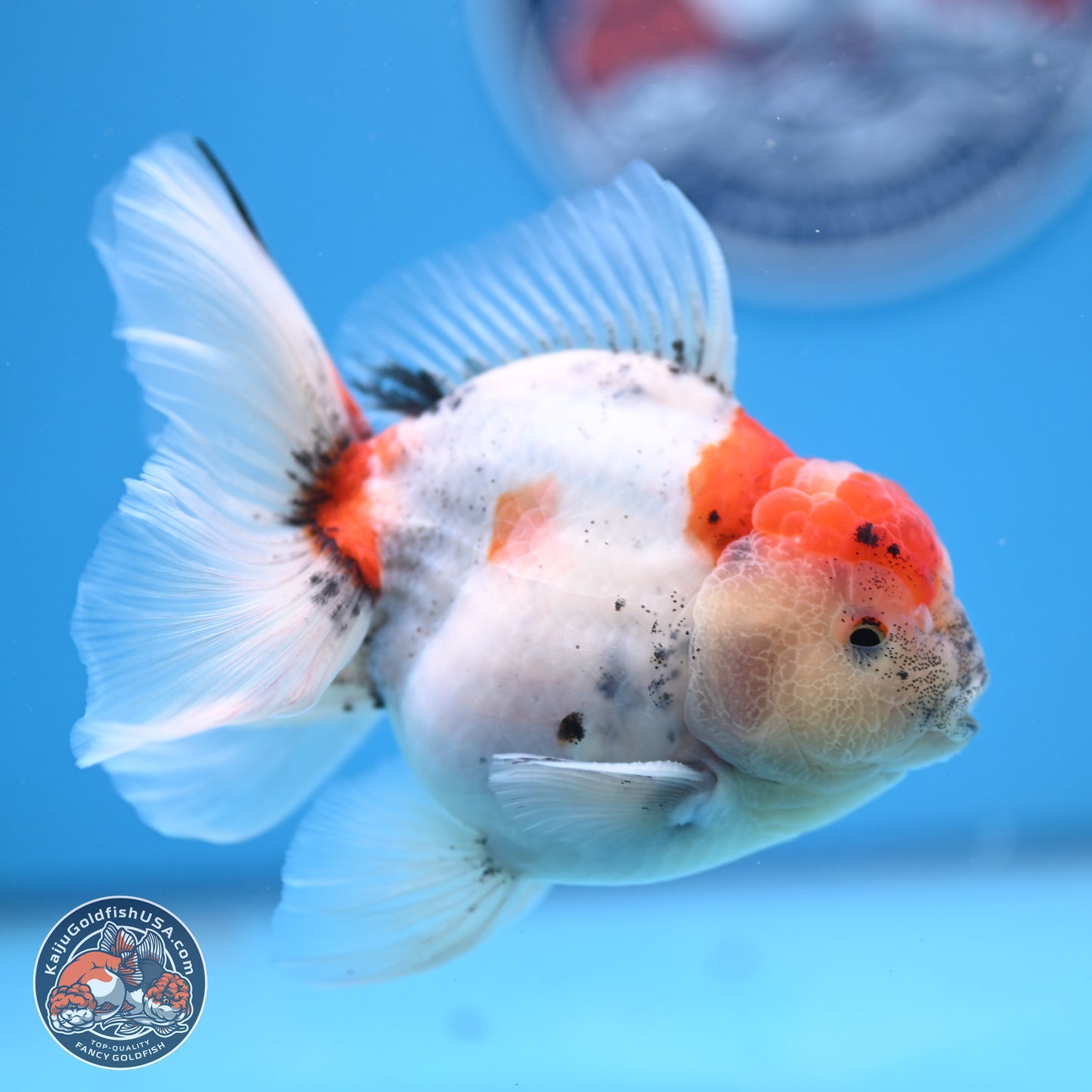 Calico Rose Tail Oranda 4-5 inches (240920_OR04) - Kaiju Goldfish USA