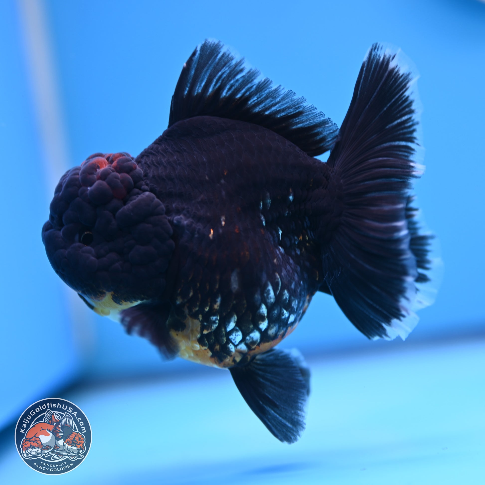 Kirin Rose Tail Oranda 4.5 inches (241101_OR04) - Kaiju Goldfish USA