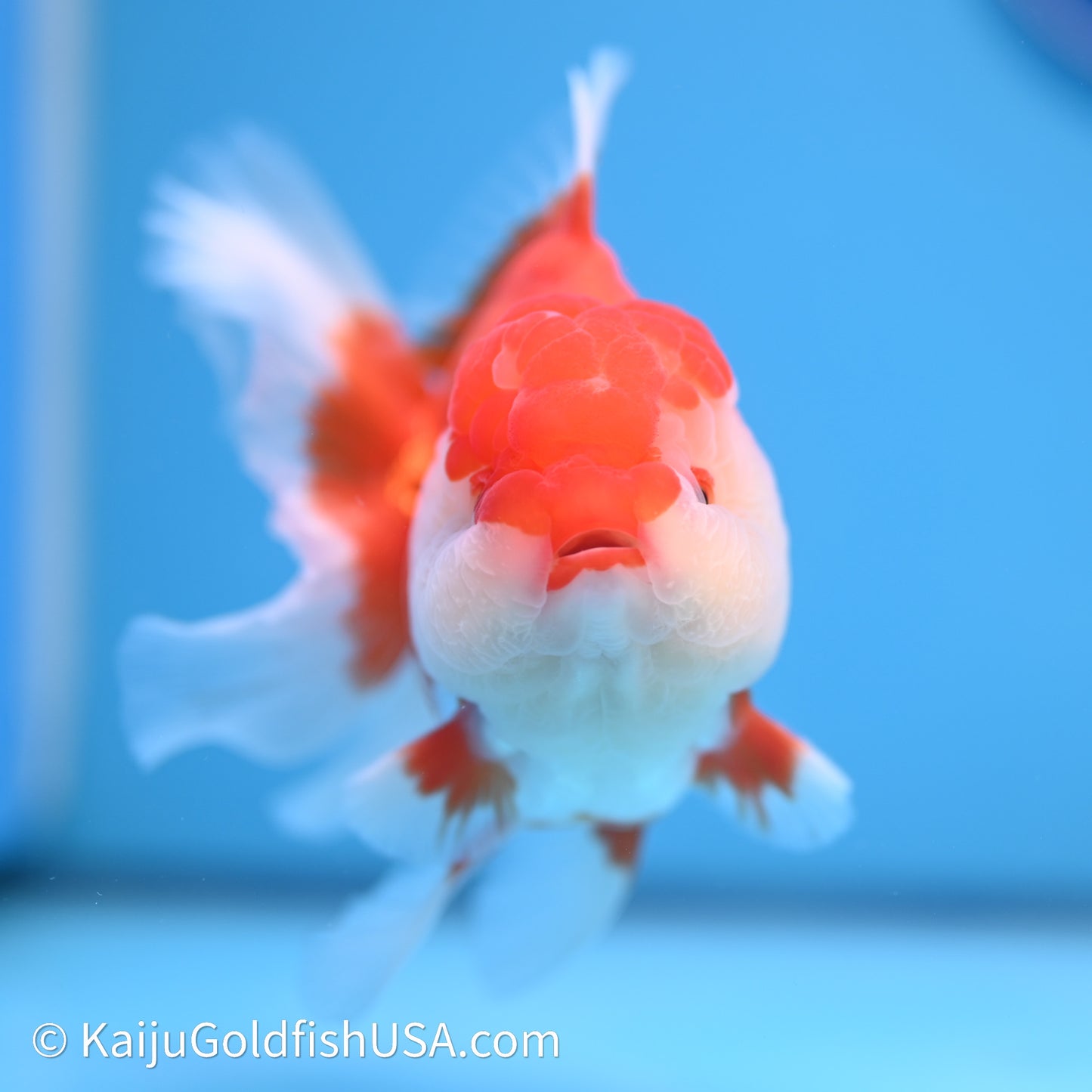 Red White Rose Tail Oranda 4in Body (240621_OR04) - Kaiju Goldfish USA