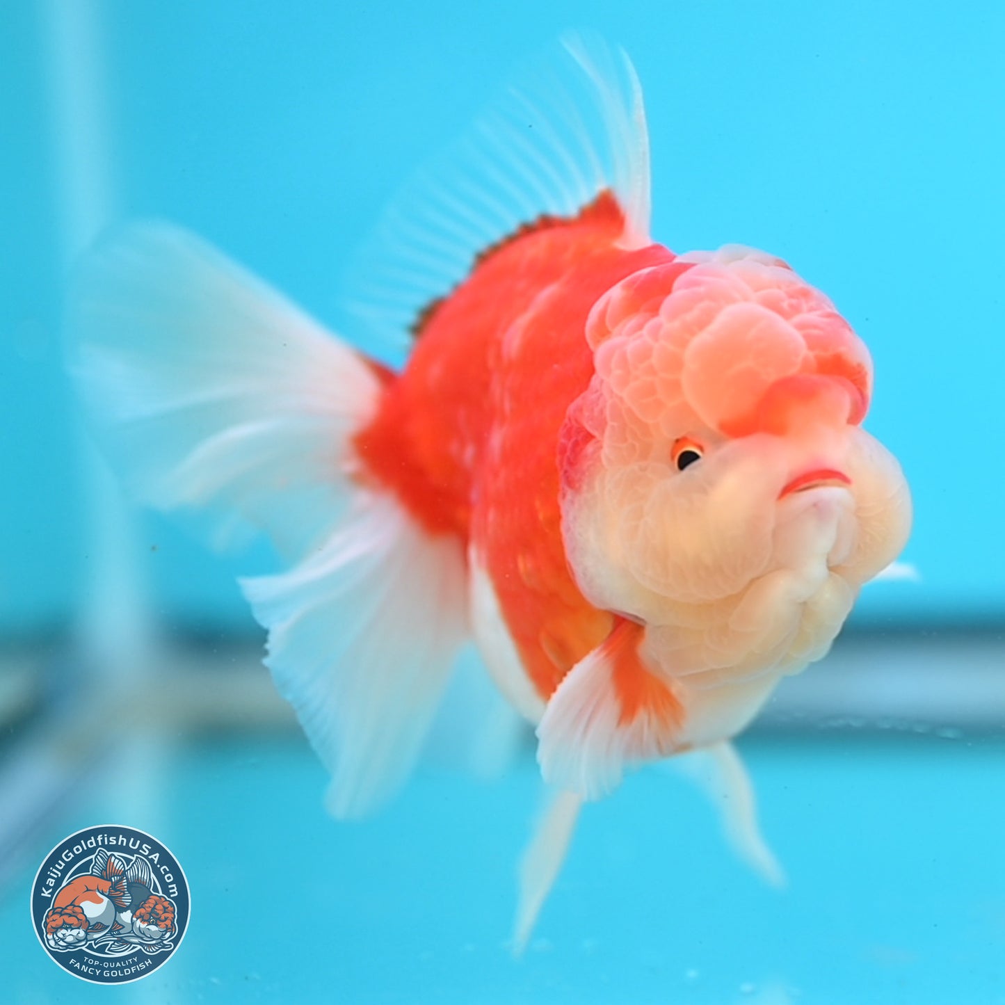 Sakura Rose Tail Oranda 3.5 inches Body - Male (250214_OR04)