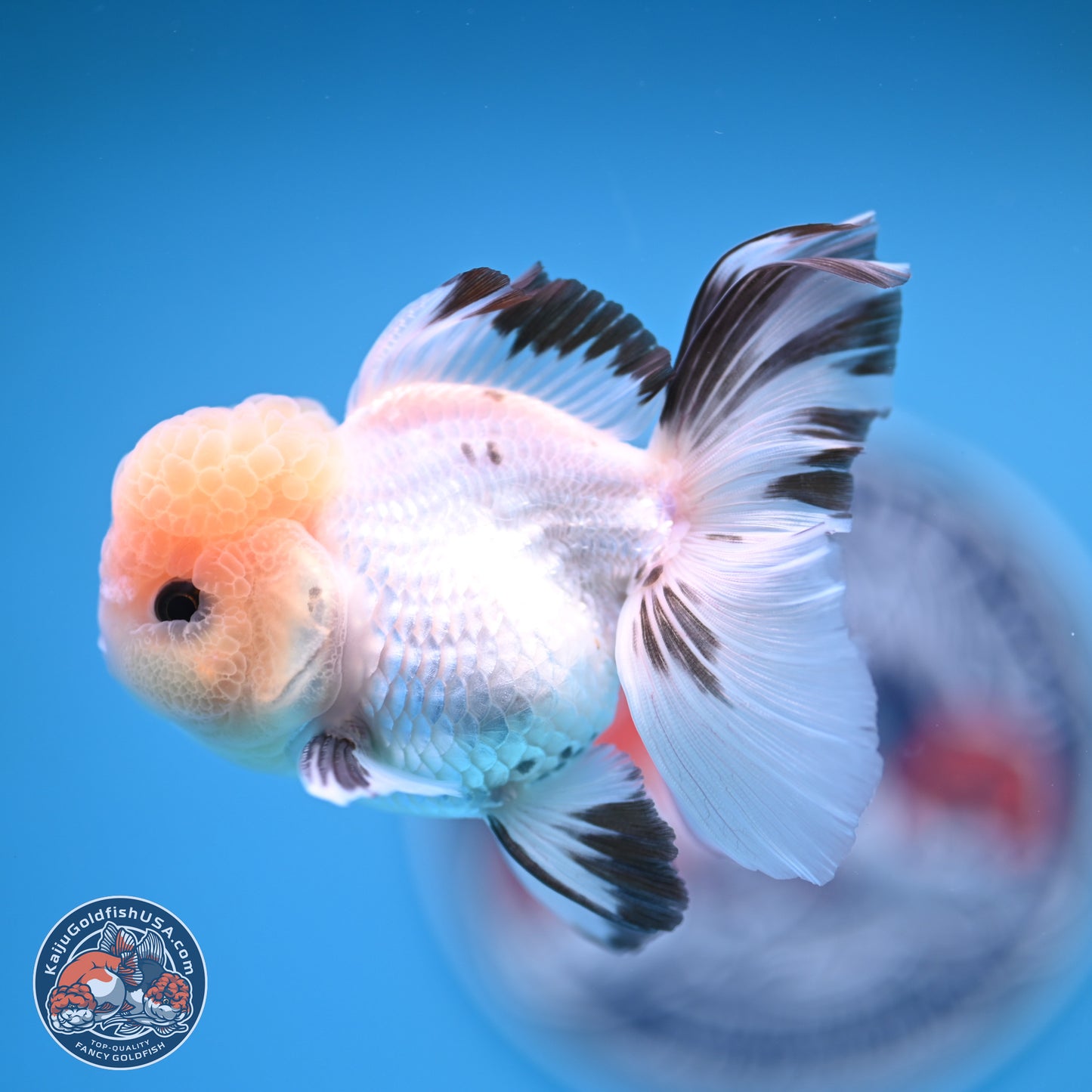 Panda Rose Tail Oranda 3.8 inches (241018_OR04)