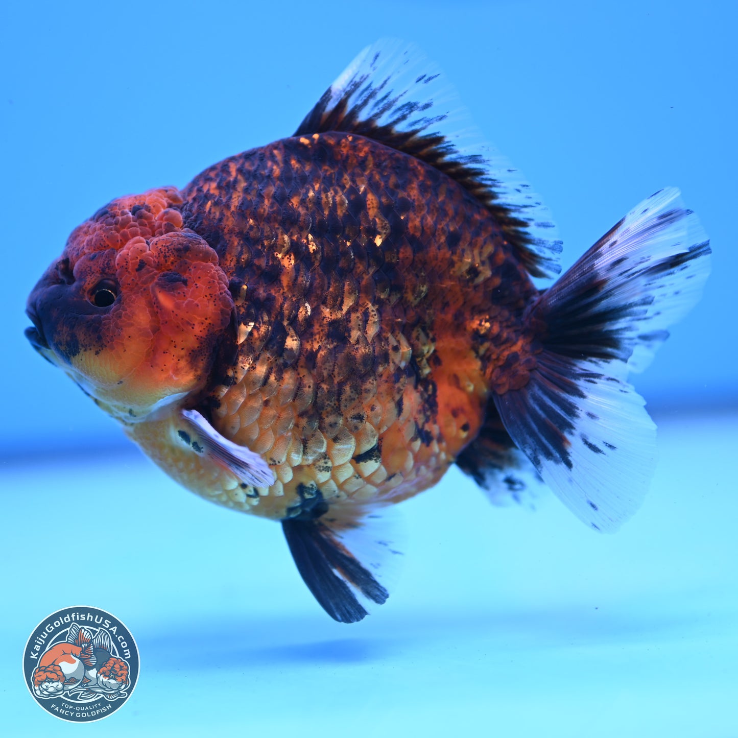 Shogun Tiger Oranda 3.75-4.5 inches (241004_OR04) - Kaiju Goldfish USA