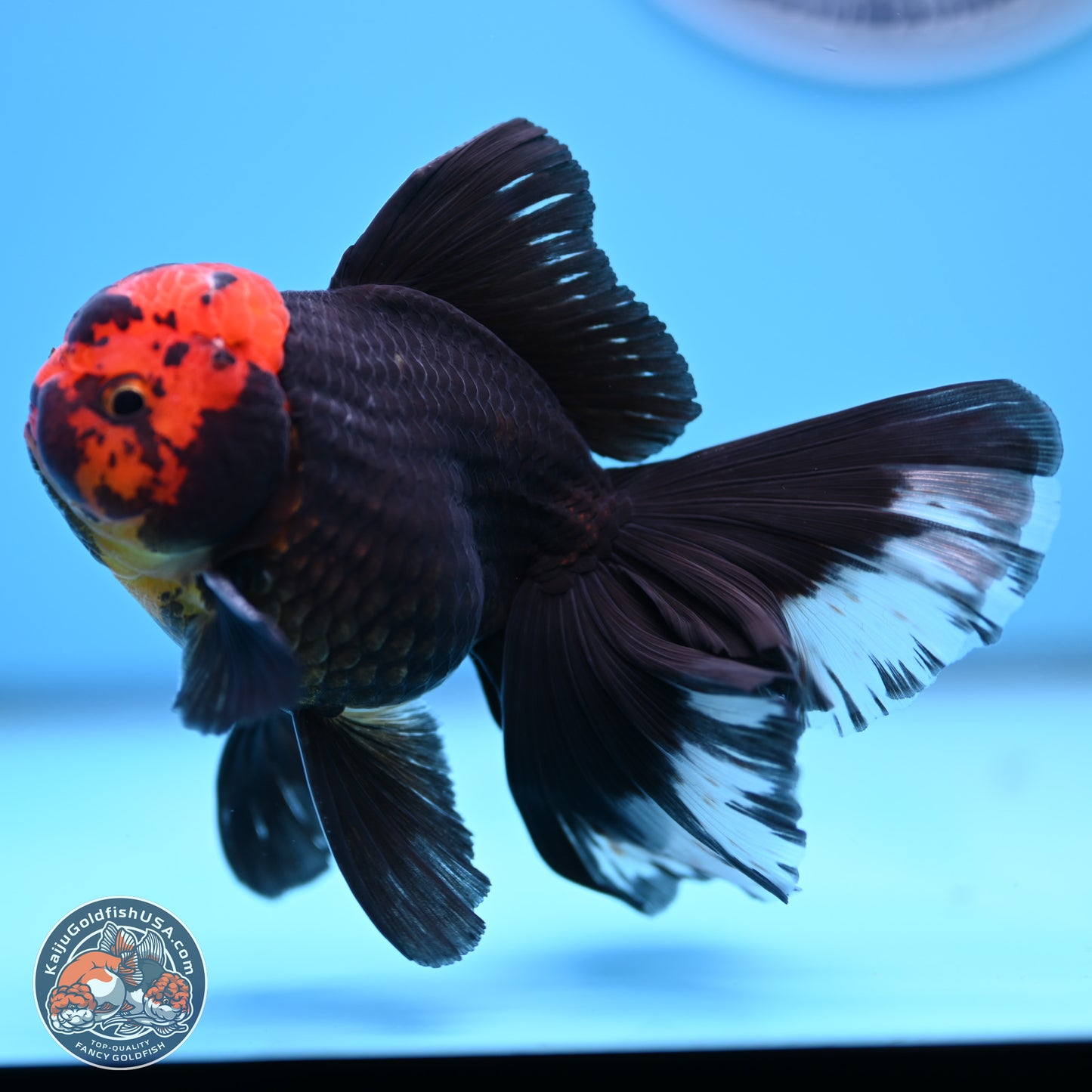 Red Head Black Body Orchid Tail Oranda 3.25in Body (240830_OR04) - Kaiju Goldfish USA