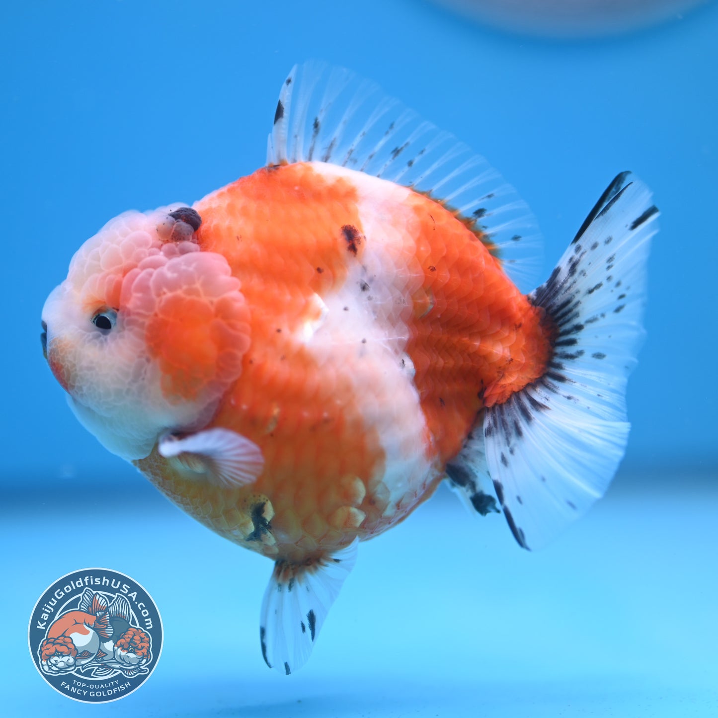 Shogun Tricolor Sakura Oranda 3.8 inches Body (250606_OR04)