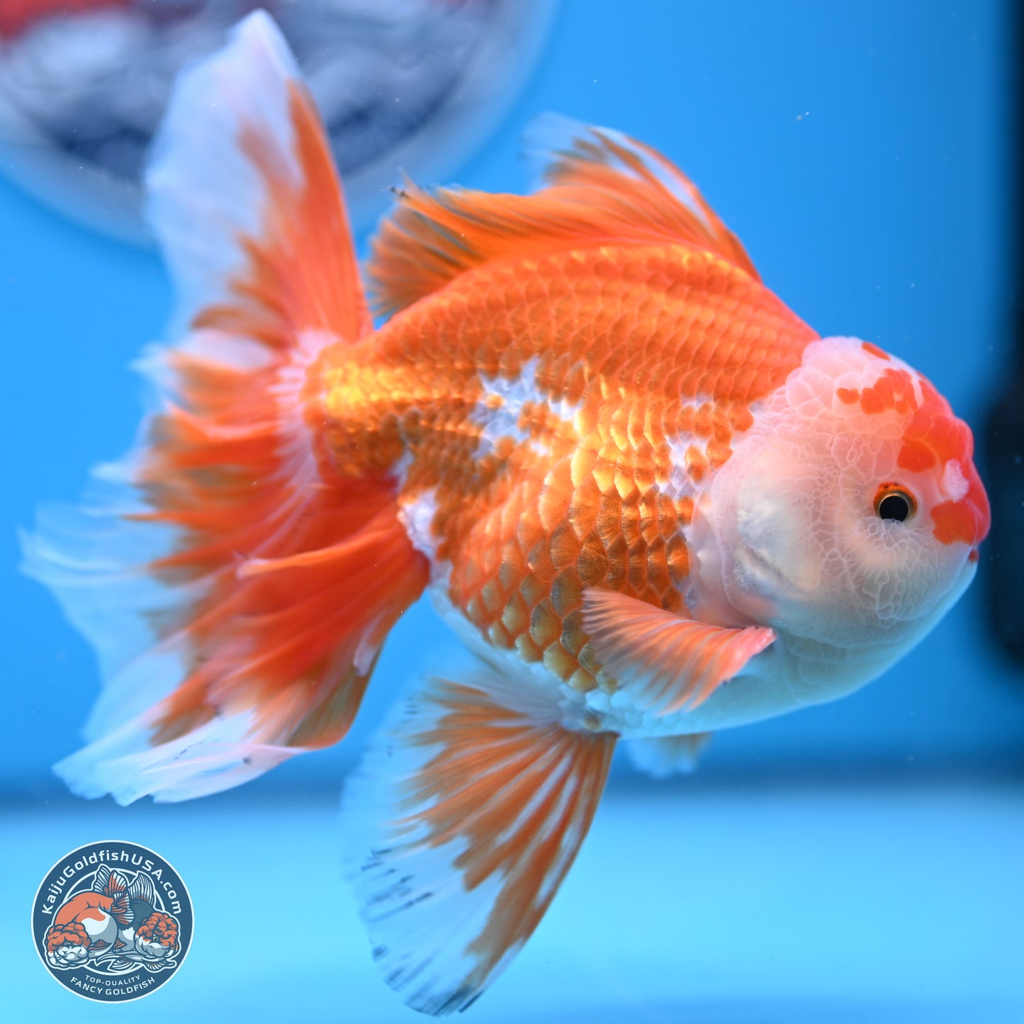 Red White Orchid Tail Oranda 4-6 inches (240906_OR04) - Kaiju Goldfish USA