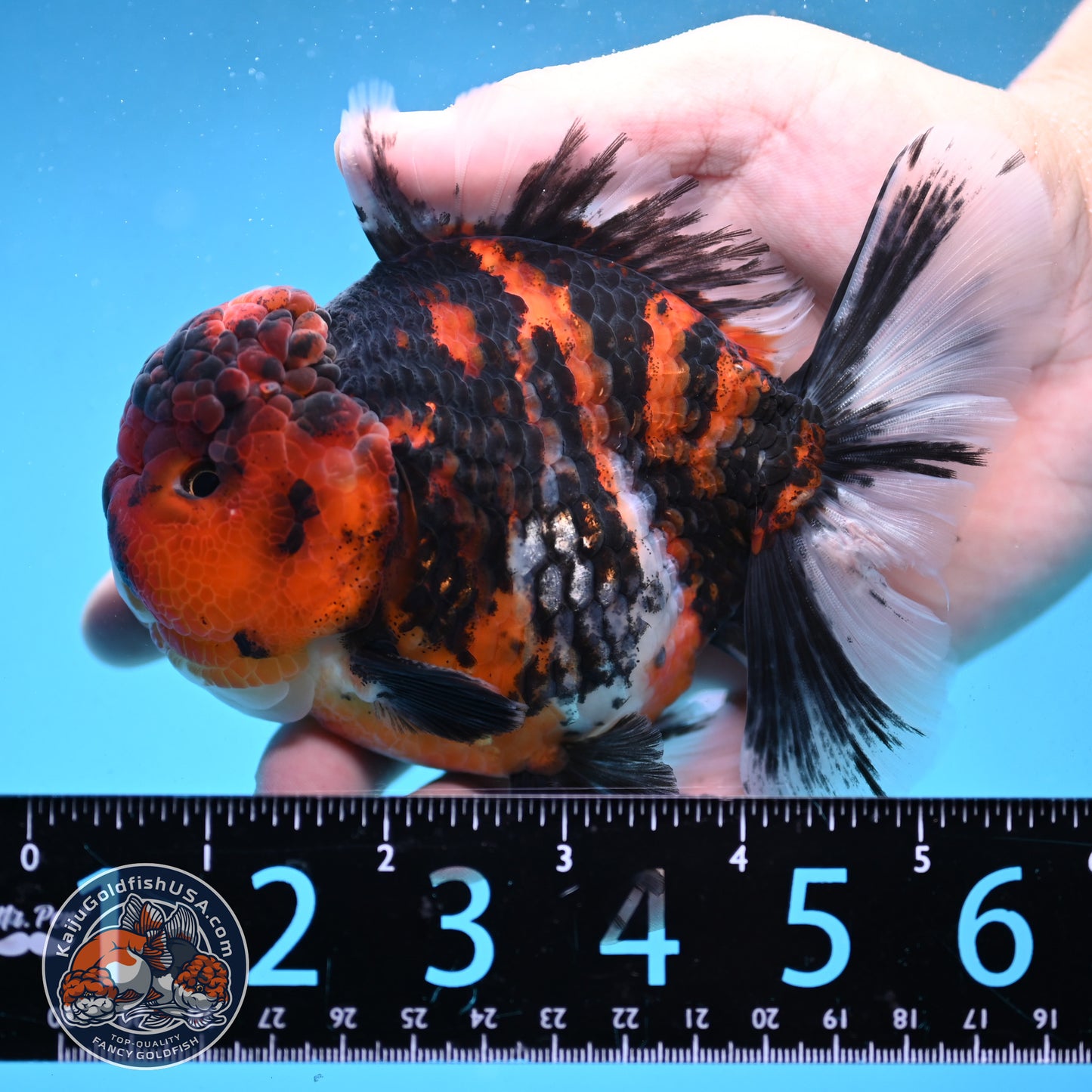 Tiger Oranda 4 inch Body (250926_OR04) - READ DESCRIPTION