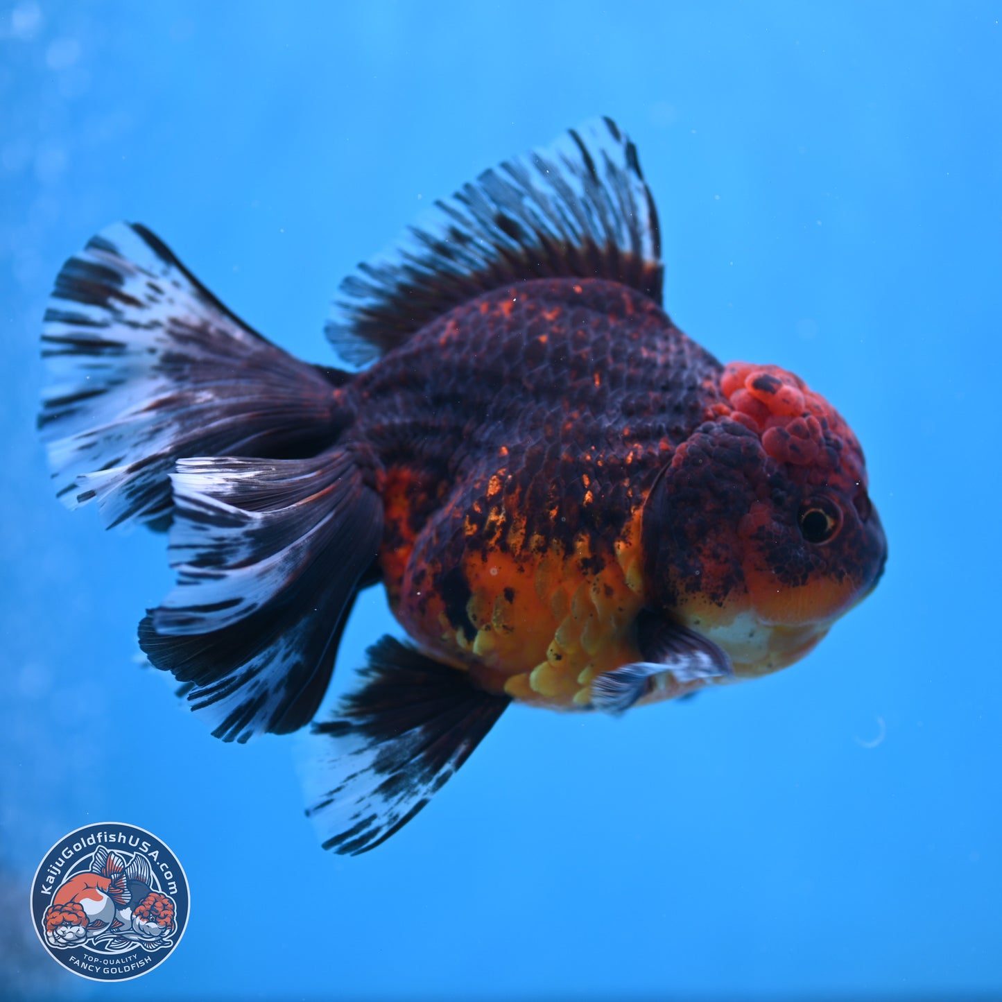 Red Kirin Rose Tail Oranda 6 inches - Male (241115_OR04) - Kaiju Goldfish USA