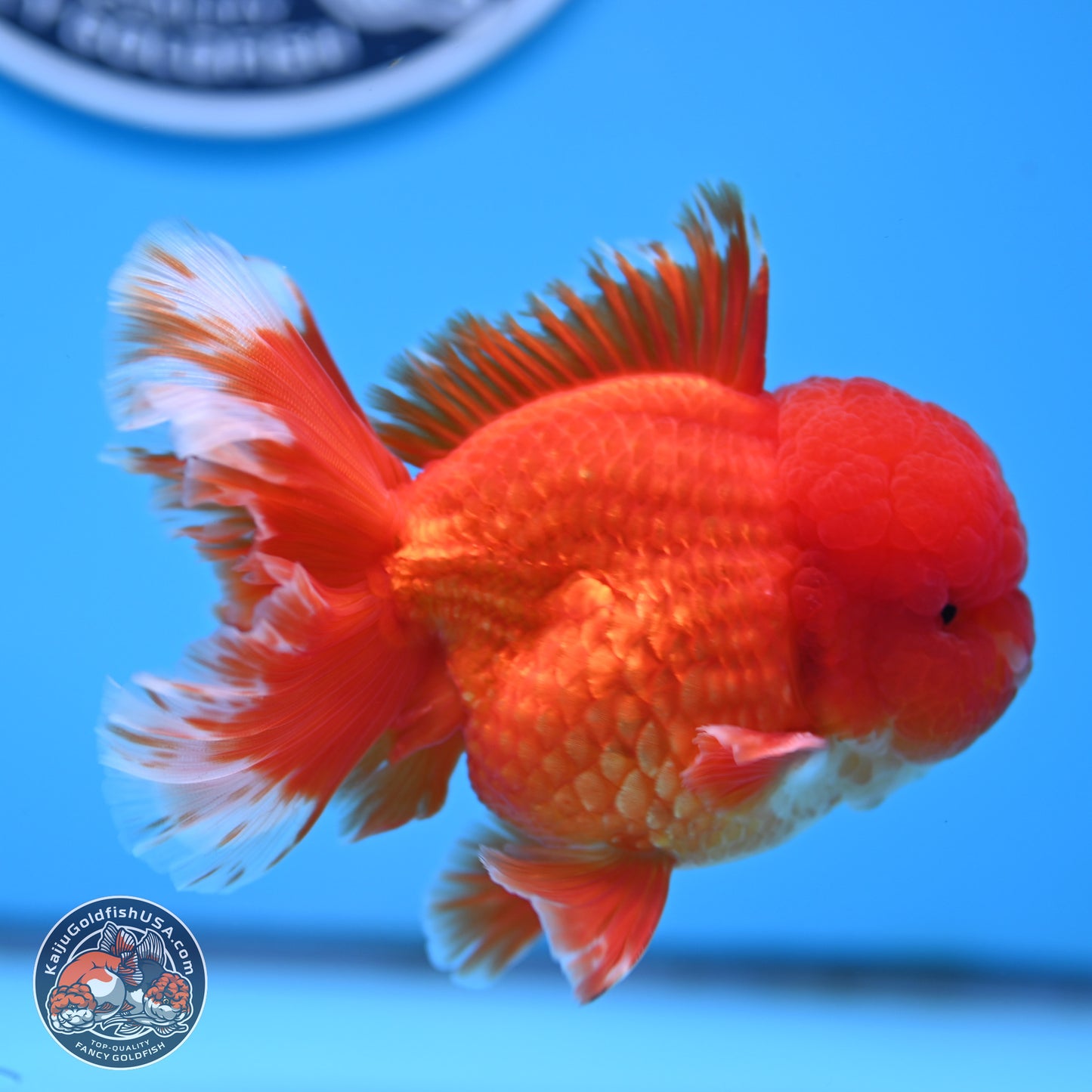 Red White Rose Tail Oranda 3.5 inches Body - Male (250314_OR04)