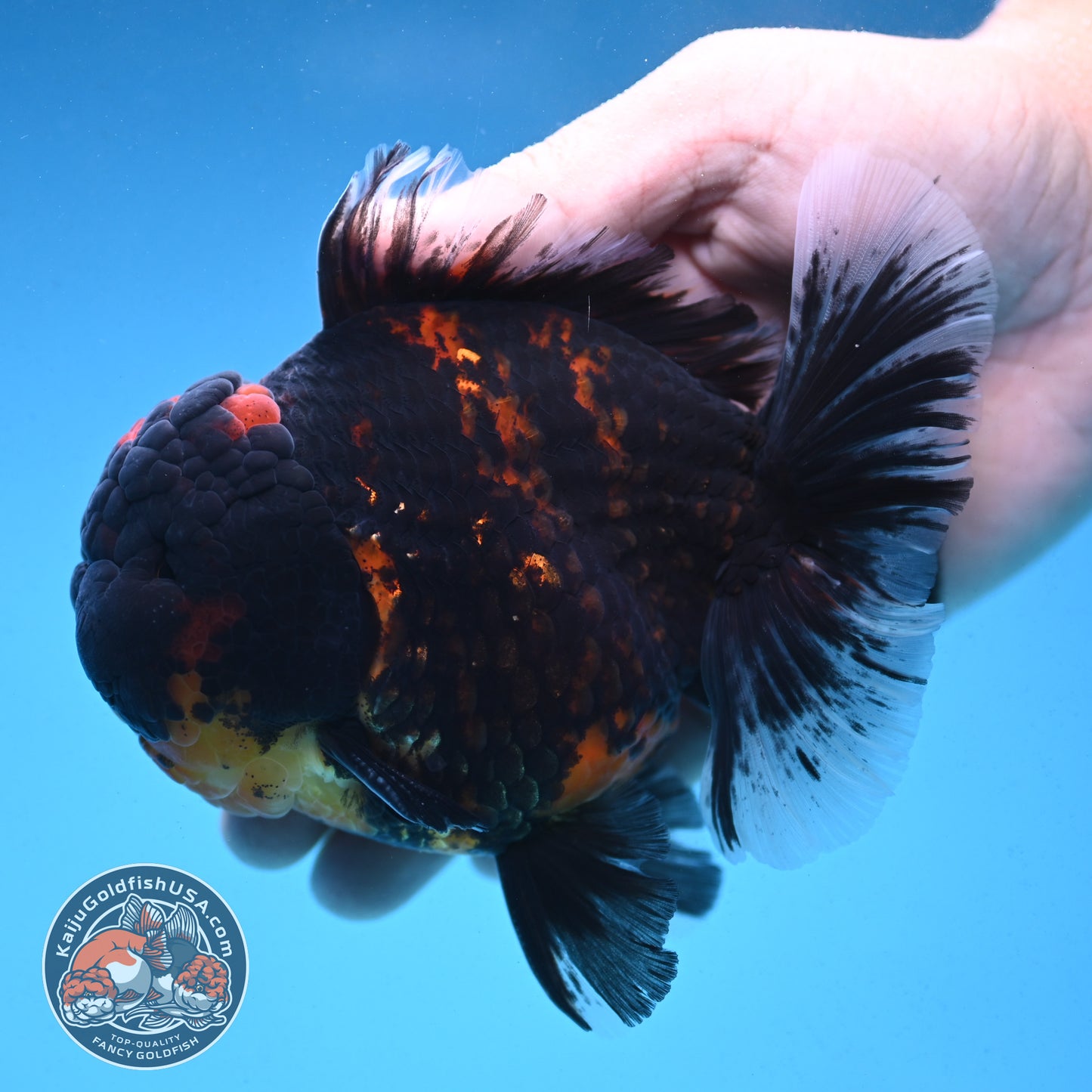 Heavy Ink Rose Tail Tiger Oranda 4 inch Body (250912_OR04)