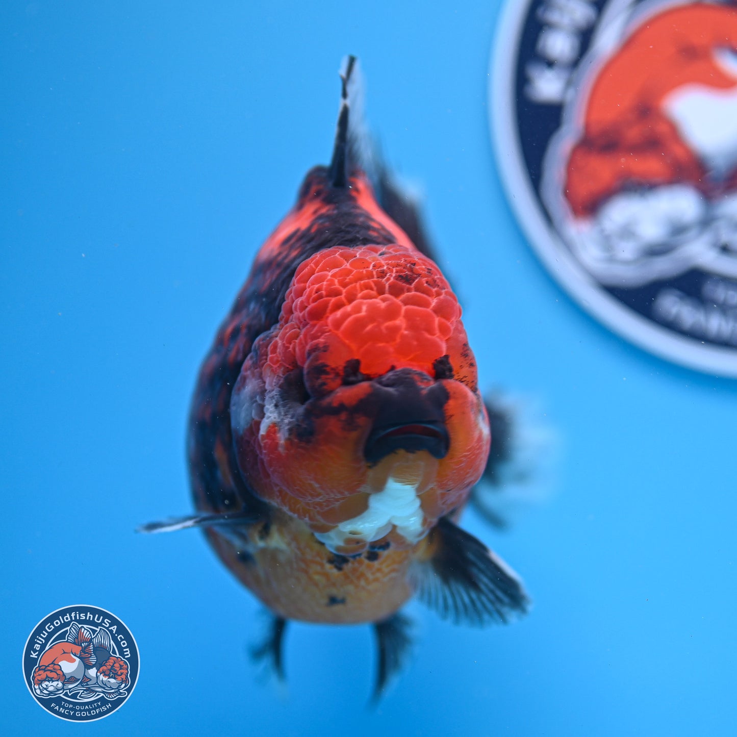 Jumbo Shogun Godzilla Red Kirin Oranda 5.2in Body (240823_OR4)- Overnight shipping only - Kaiju Goldfish USA