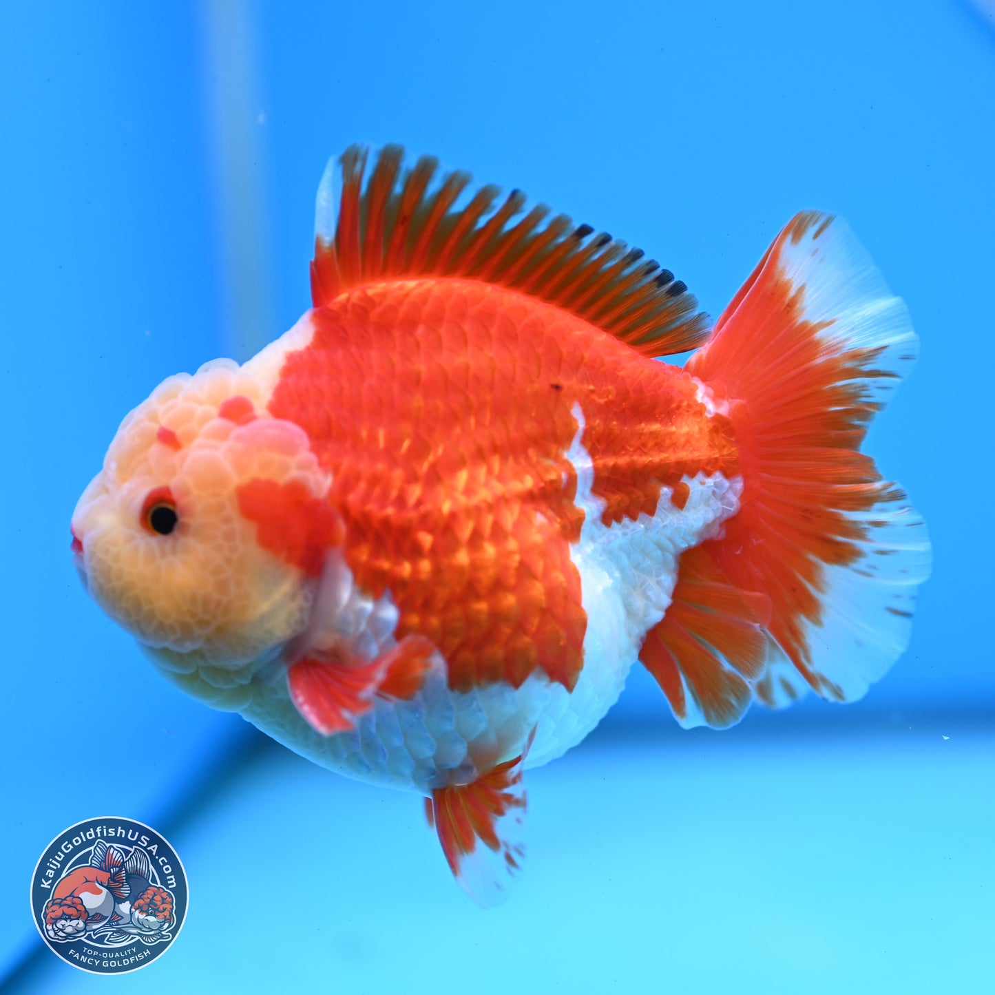 Jade Head Red White YuanBao Oranda 3.5 inches Body - Male (250228_OR04)