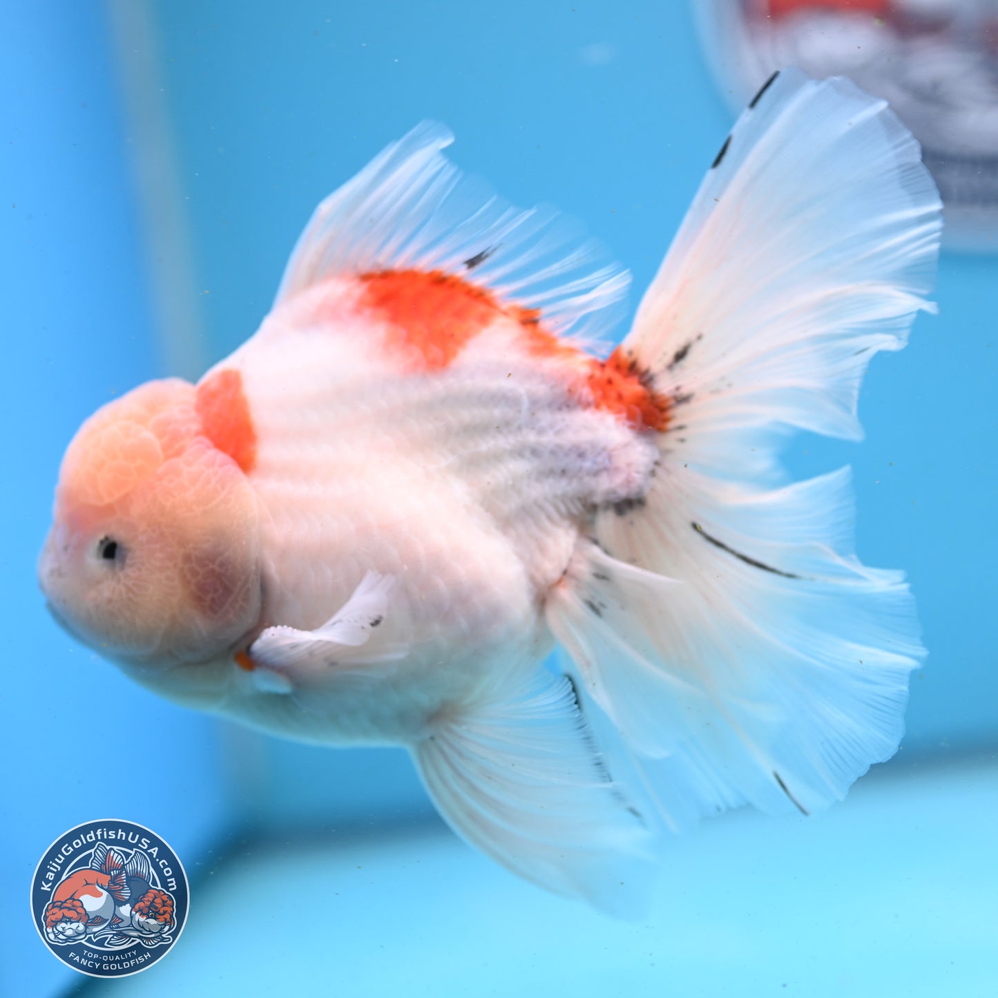 Calico Rose Tail Oranda 6 inches - Male (241122_OR04) - Kaiju Goldfish USA