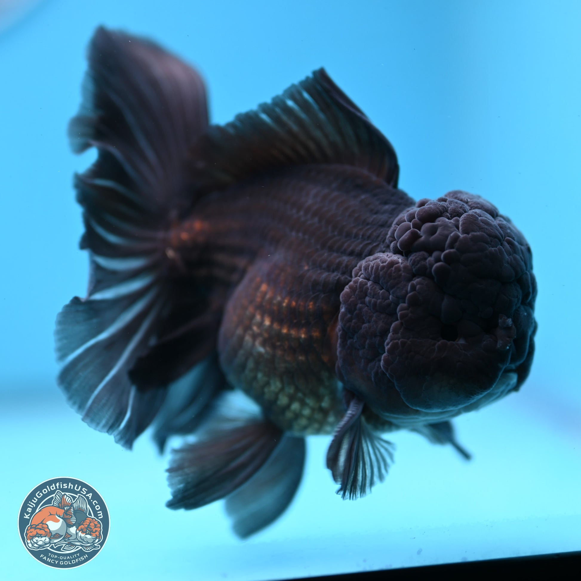 Black Rose Tail Oranda 3.75 inches Body - Male (250103_OR04) - Kaiju Goldfish USA