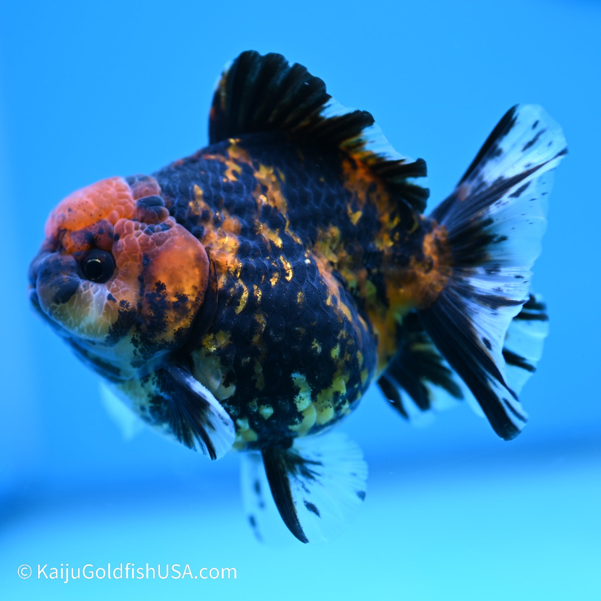 Tiger YuanBao Oranda 4 inches (240517_OR04) - Kaiju Goldfish USA