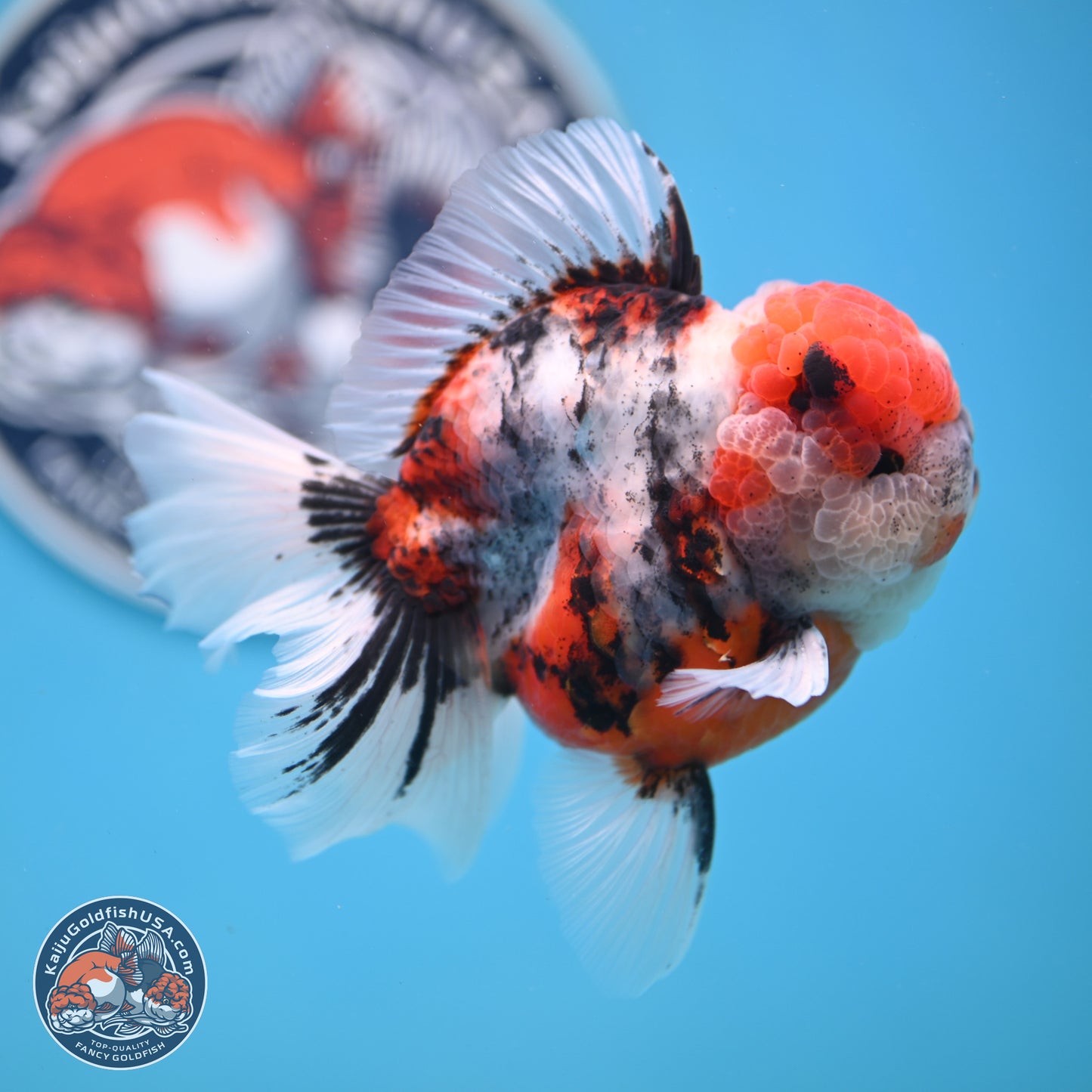 Tricolor Tiger Rose Tail Oranda 3.5 inches Body - Male (250404_OR04)