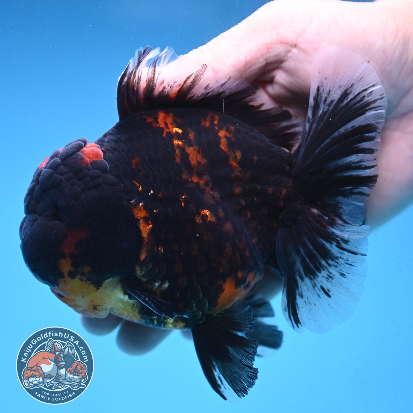 Heavy Ink Rose Tail Tiger Oranda 4 inch Body (250912_OR04)