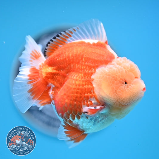 Jade Head Red White Oranda 3.5 inches Body (250523_OR04)