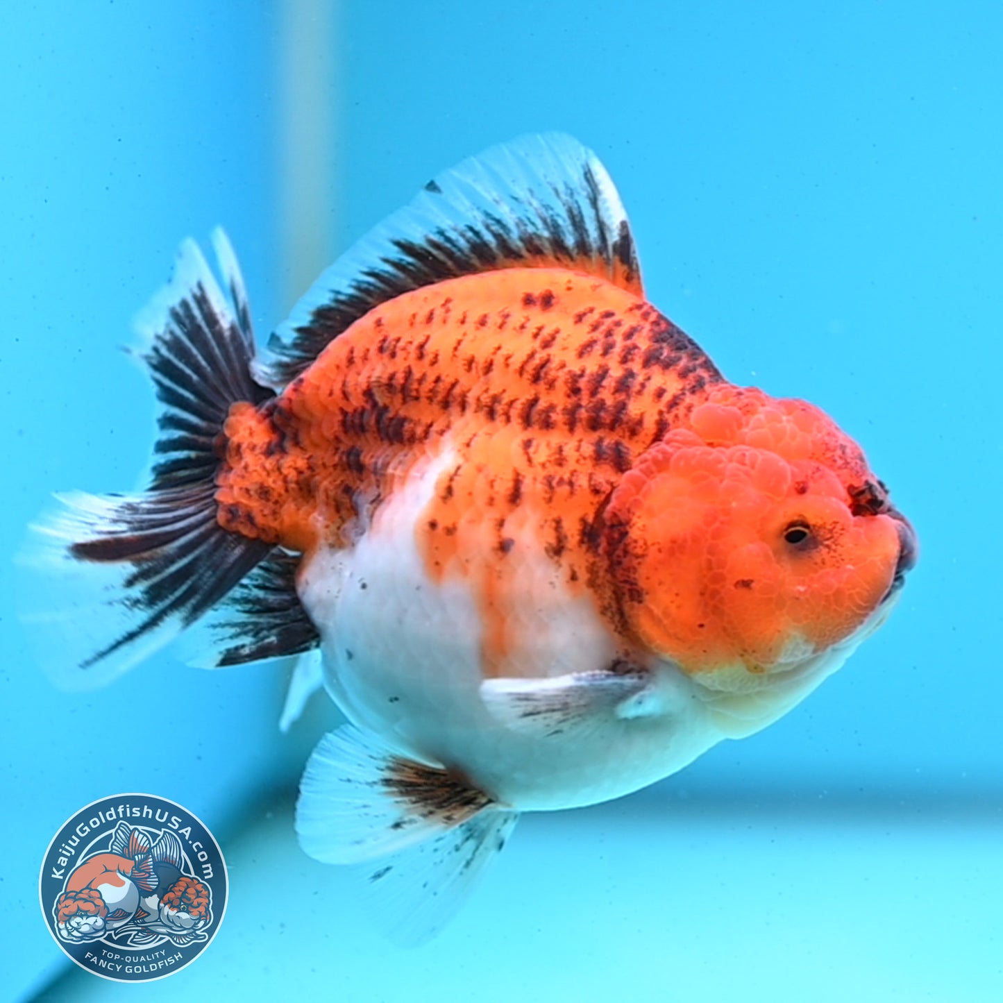 Shogun Tiger Oranda 3.5 inches Body - Male (250418_OR04)