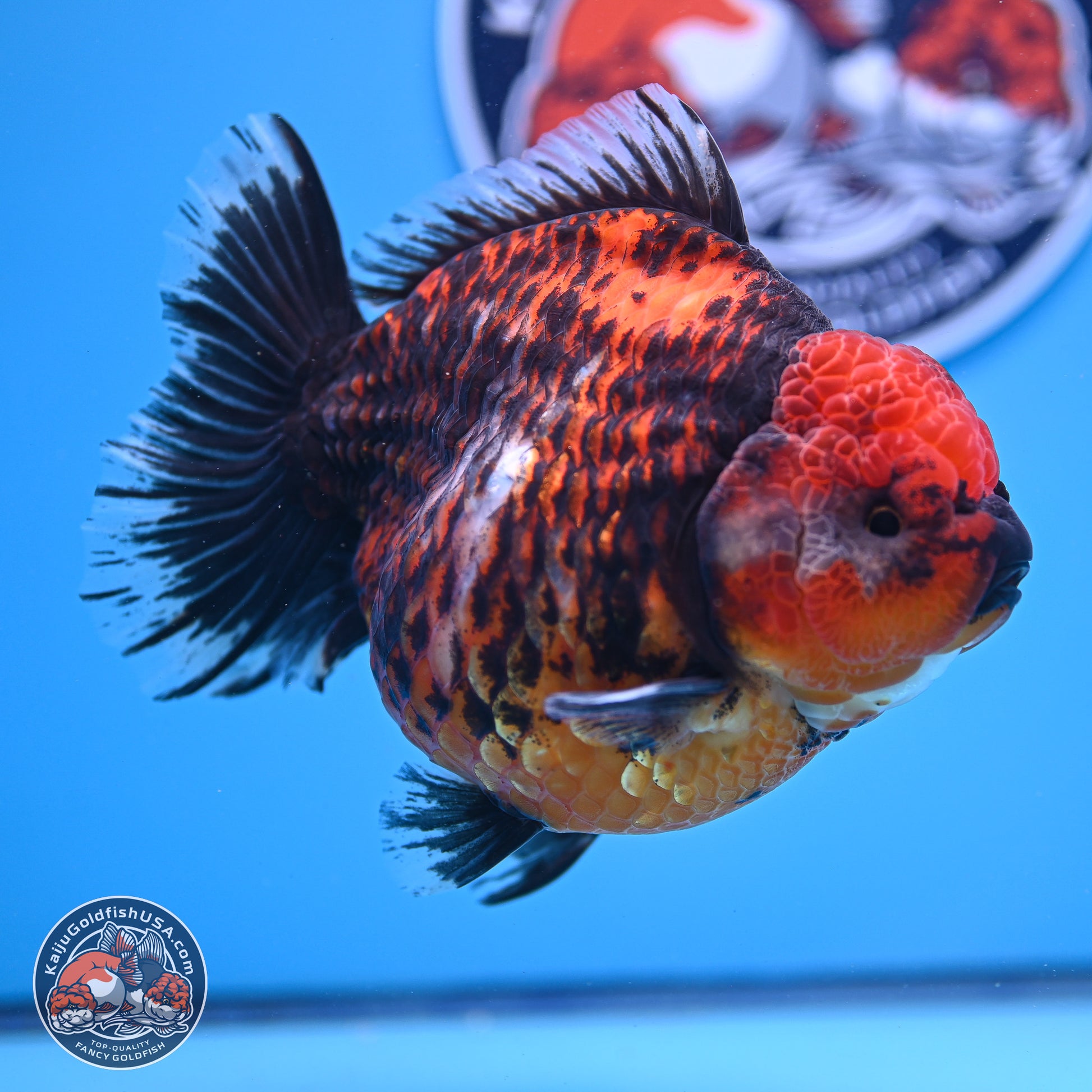 Jumbo Shogun Godzilla Red Kirin Oranda 5.2in Body (240823_OR4)- Overnight shipping only - Kaiju Goldfish USA