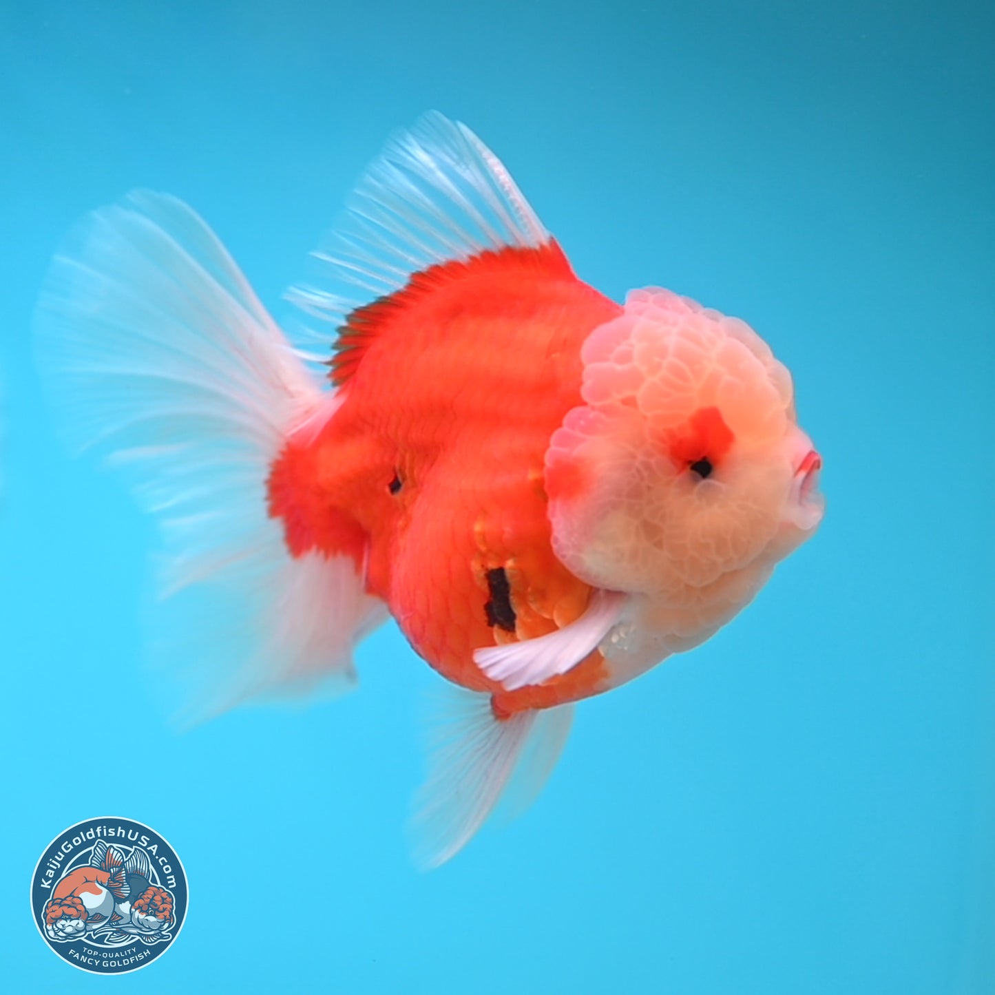 Sakura Rose Tail Oranda 3.5 inches Body - Male (250207_OR04)