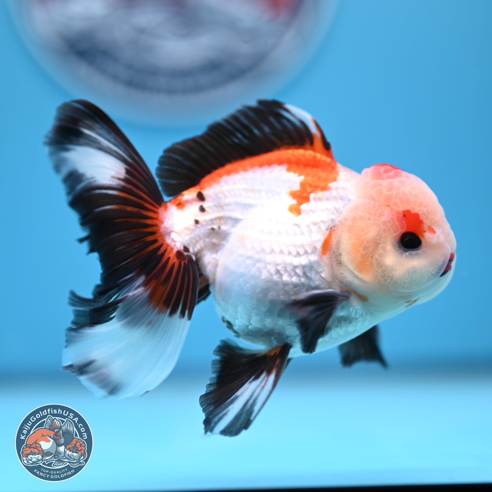 Tricolor Rose Tail Oranda 3.5in body (240809_OR04) - Kaiju Goldfish USA