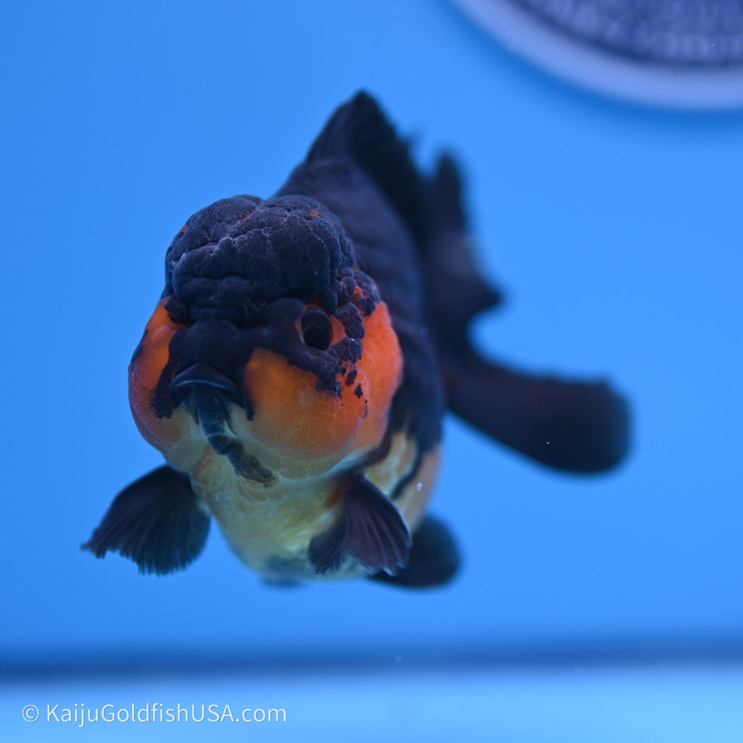 Shogun Godzilla Apache Oranda 3.5in Body (240719_OR04) - Kaiju Goldfish USA